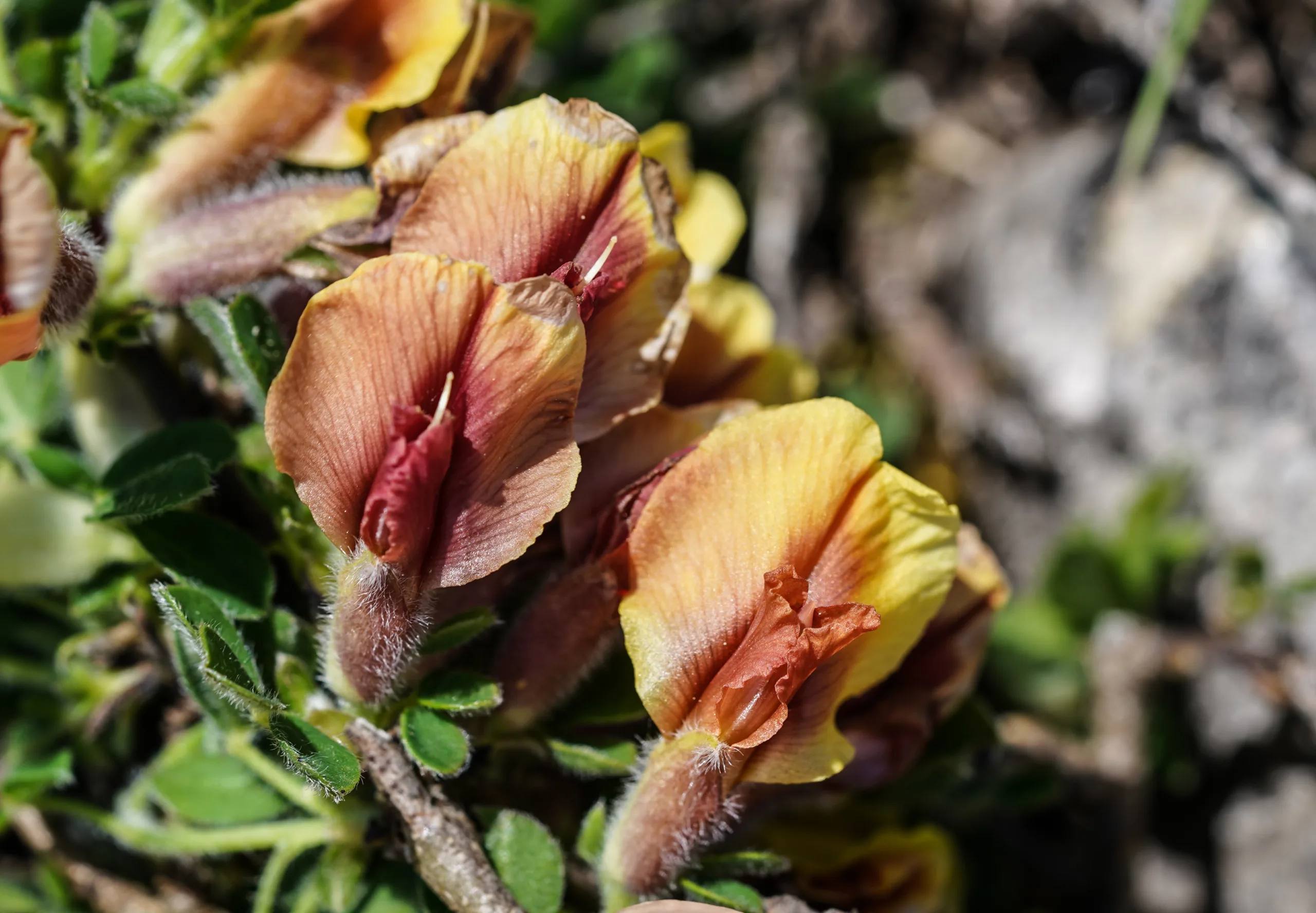 Chamaecytisus hirsutus