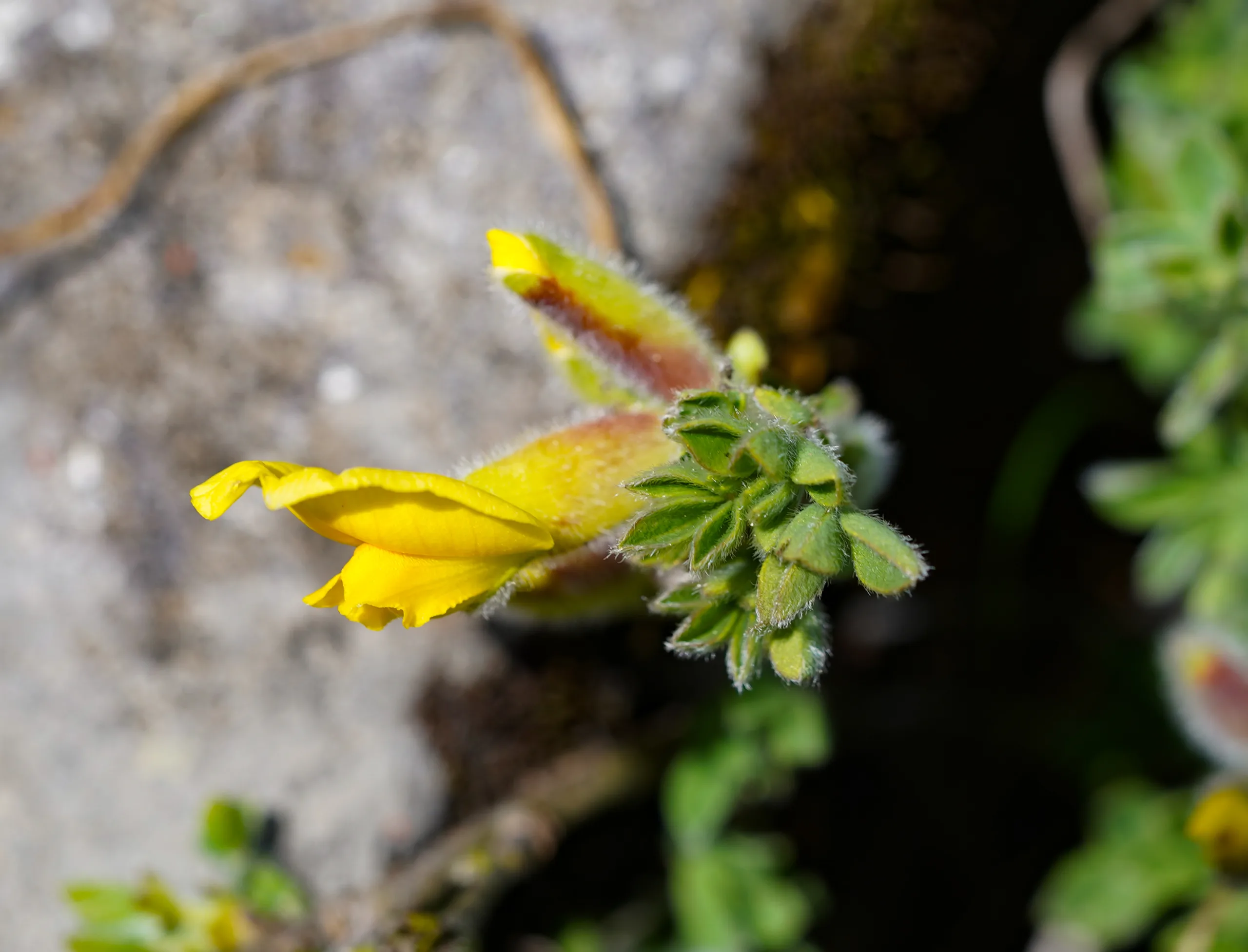 Chamaecytisus hirsutus
