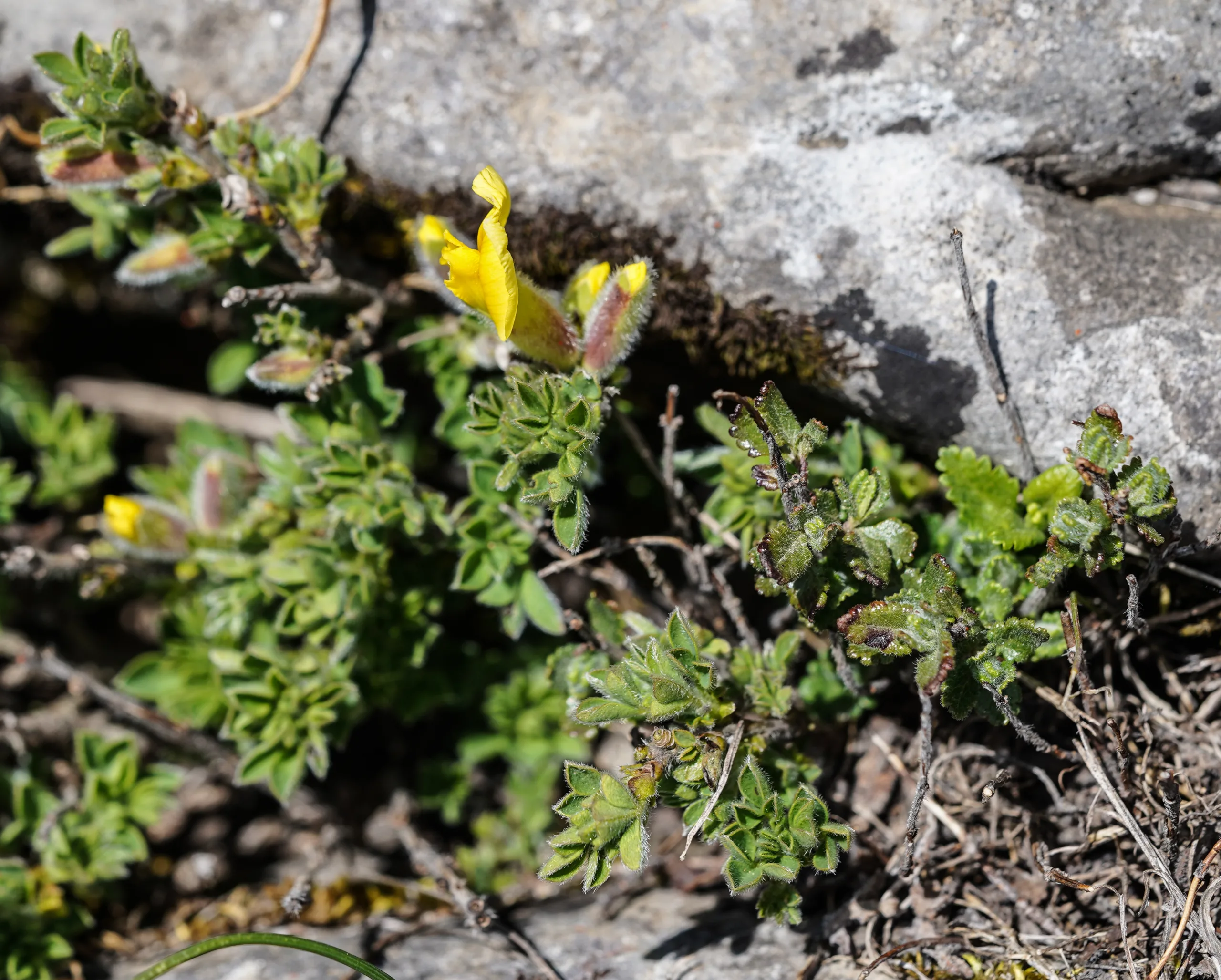 Chamaecytisus hirsutus