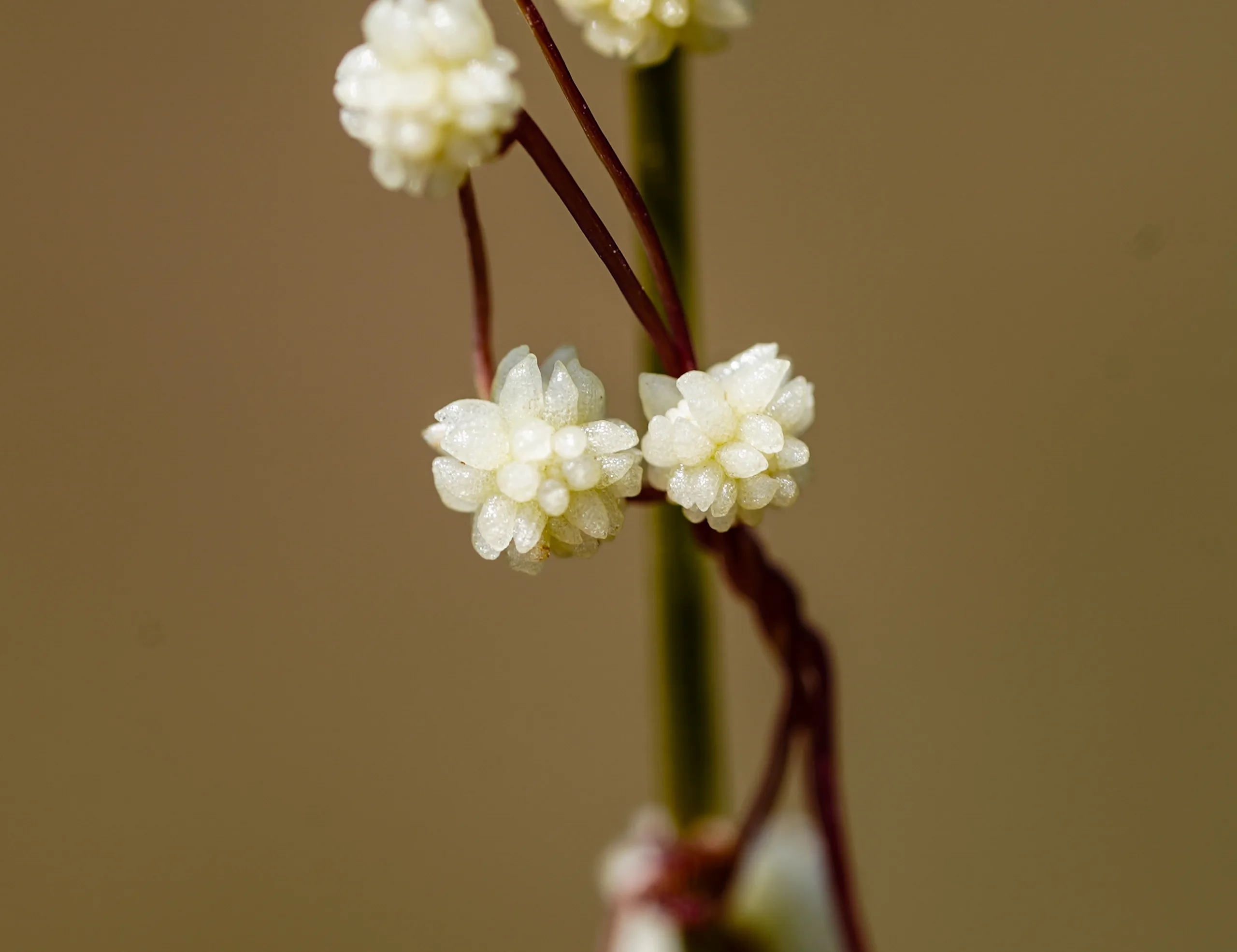 Cuscuta approximata (Bağboğan otu)