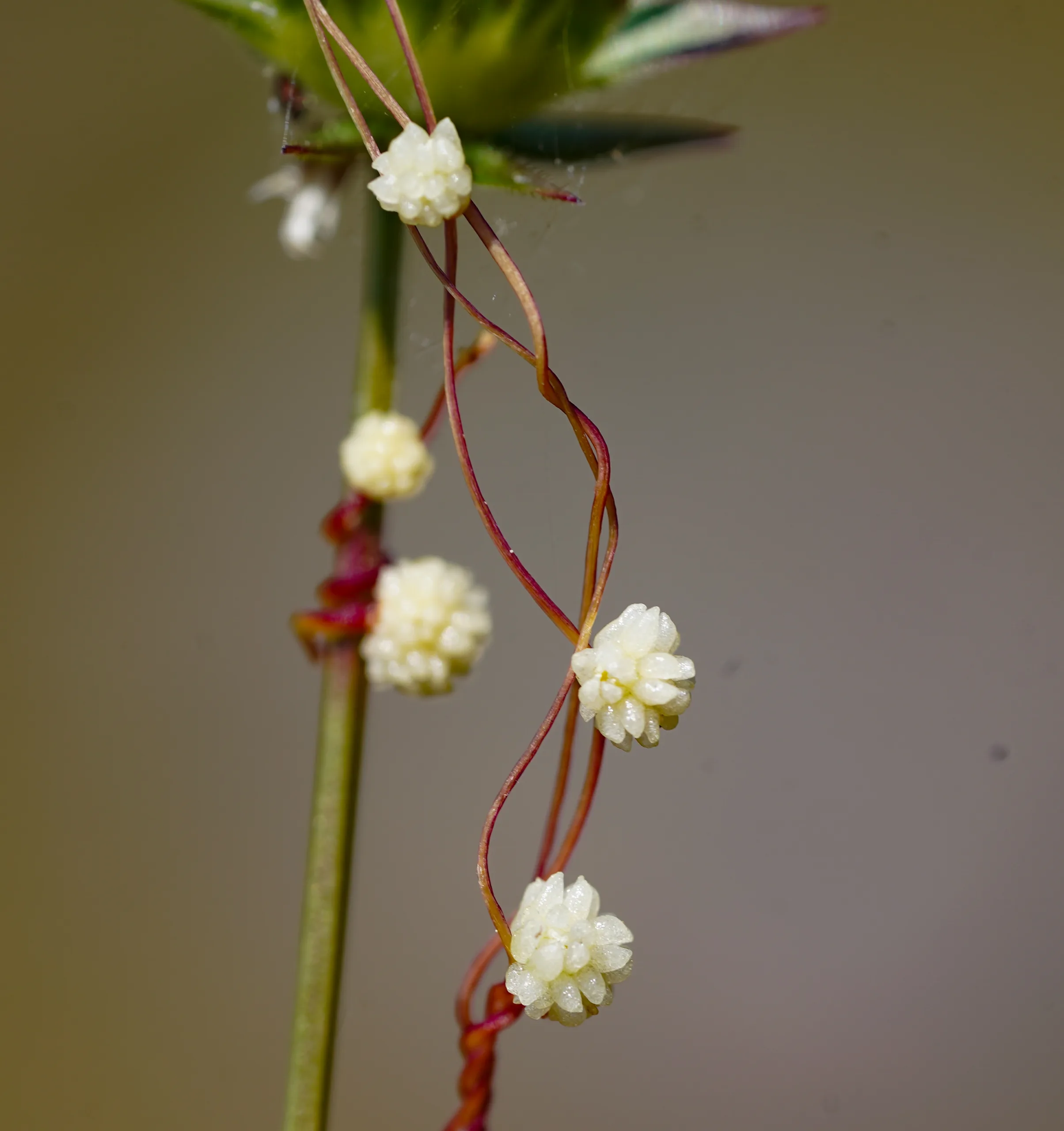Cuscuta approximata
