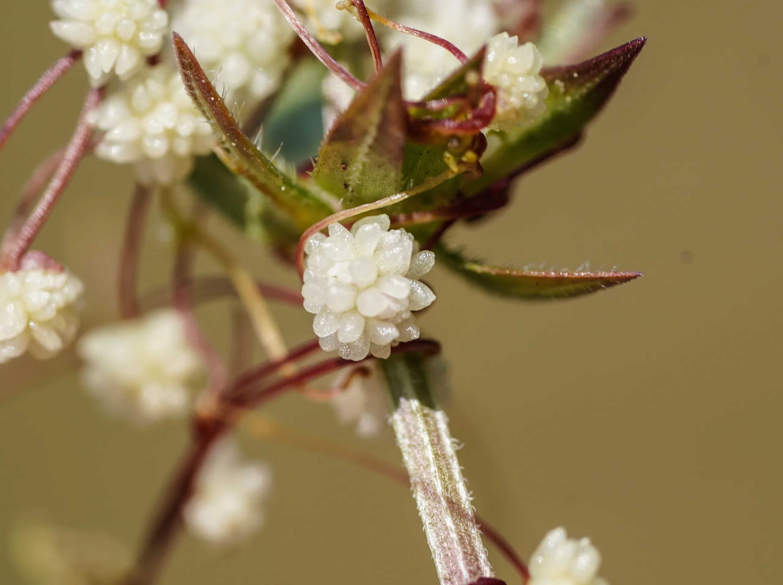 Cuscuta approximata