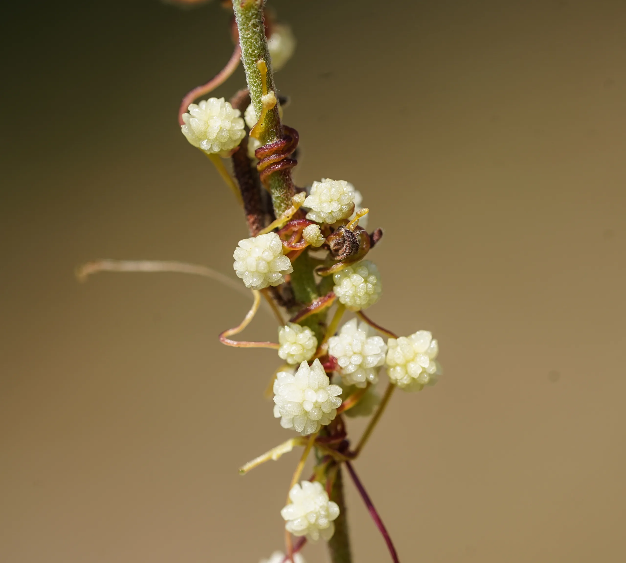 Cuscuta approximata