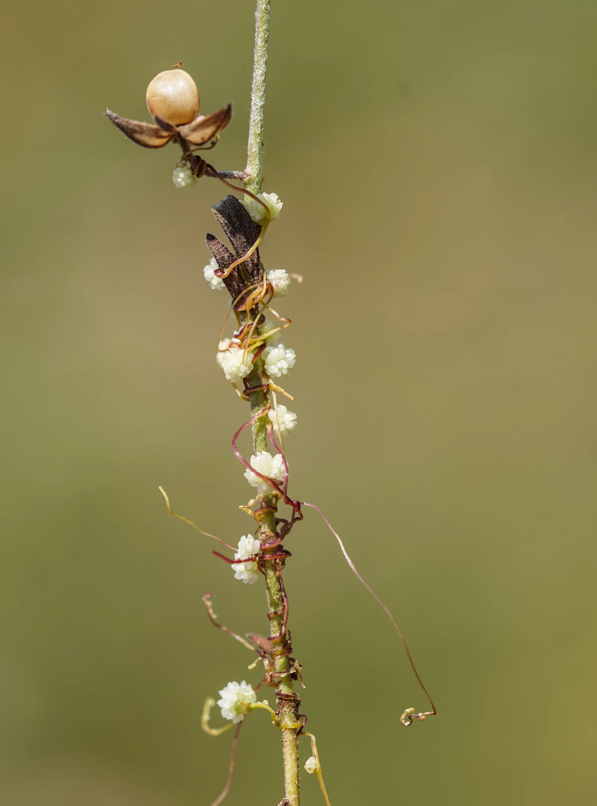 Cuscuta approximata