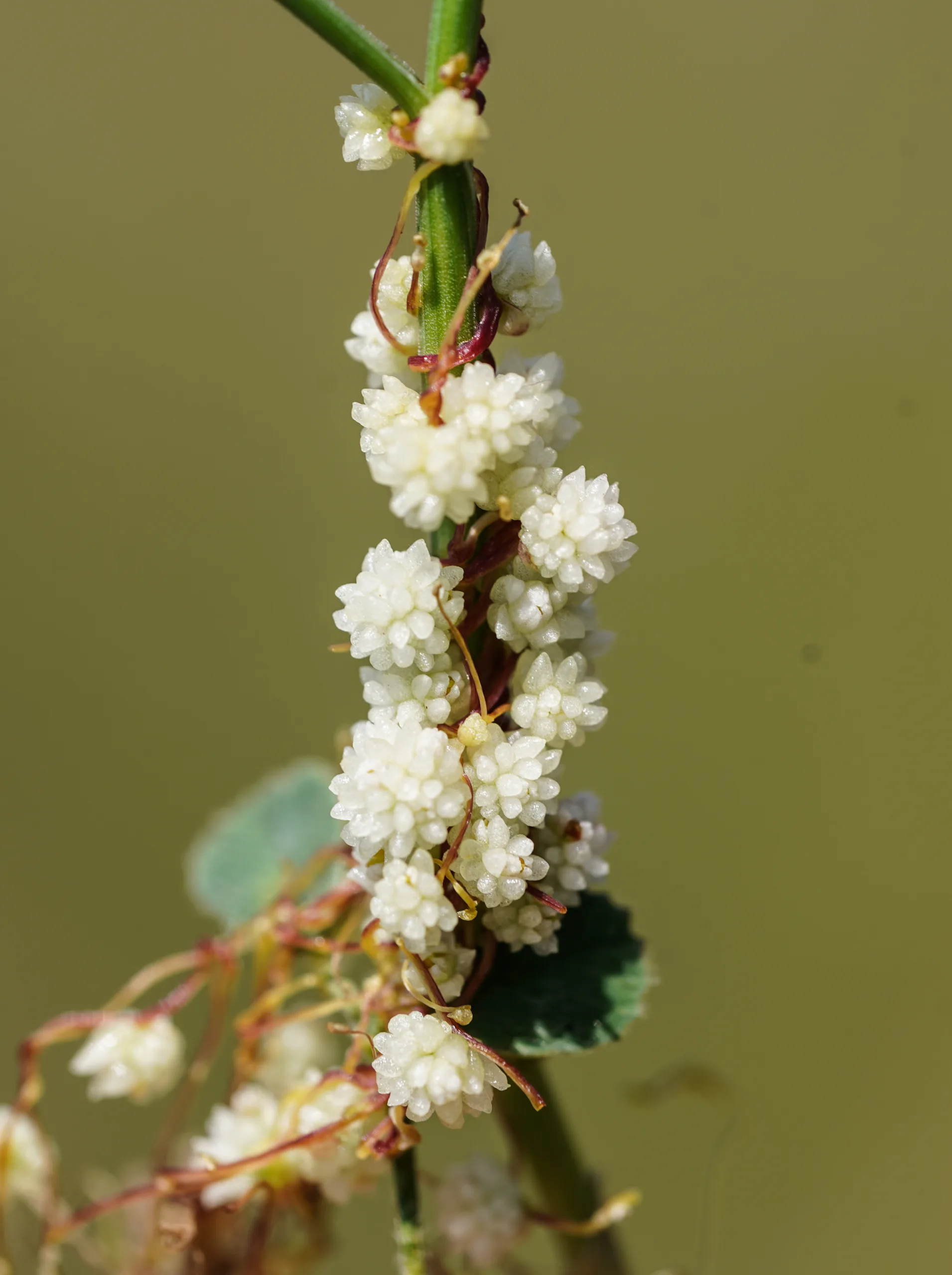 Cuscuta approximata