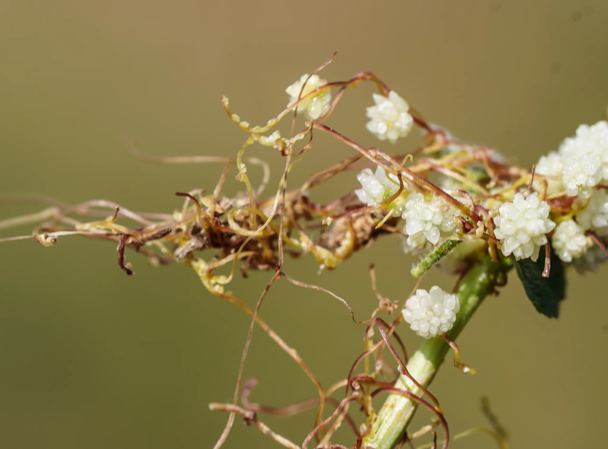 Cuscuta approximata
