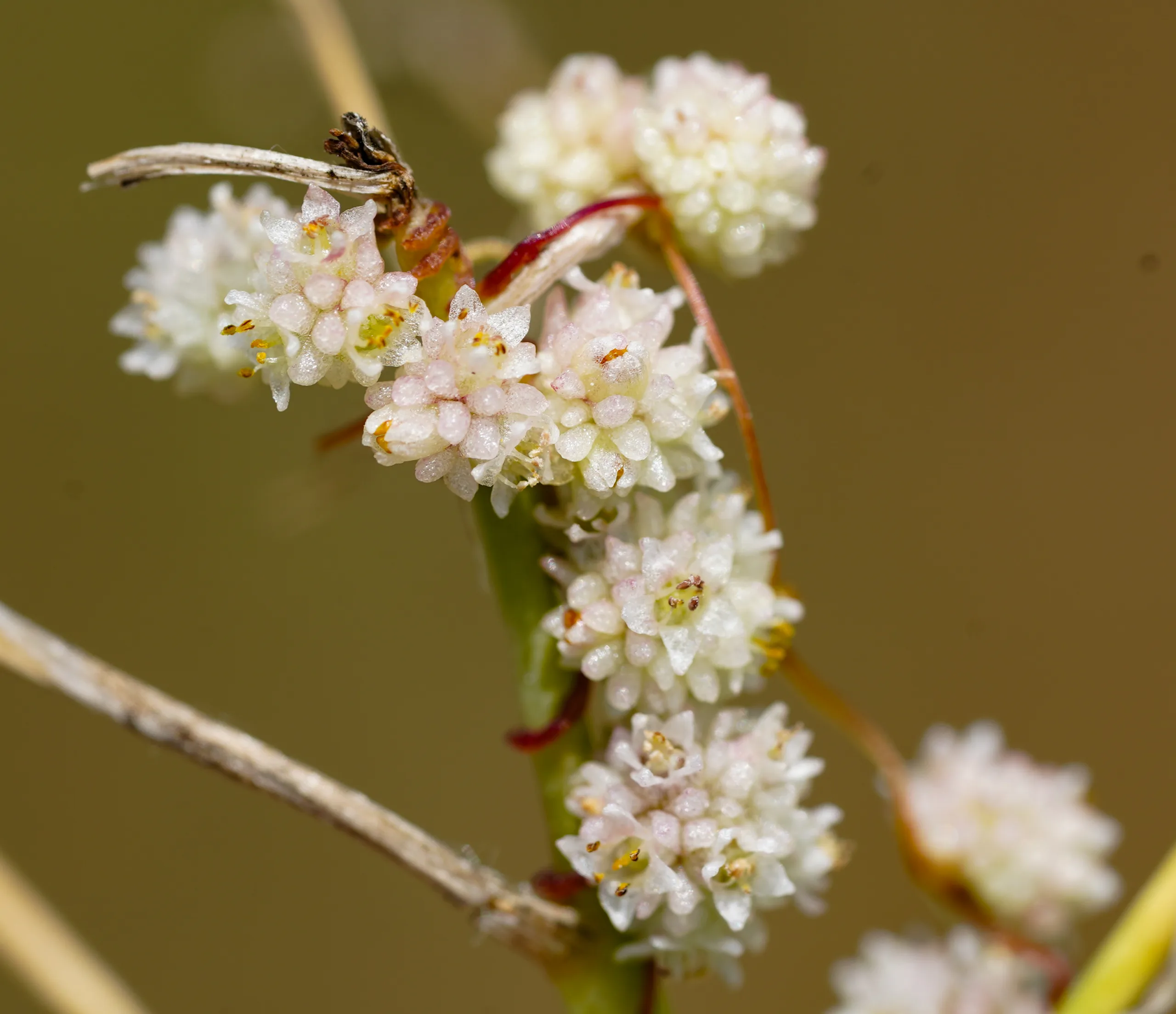 Cuscuta approximata