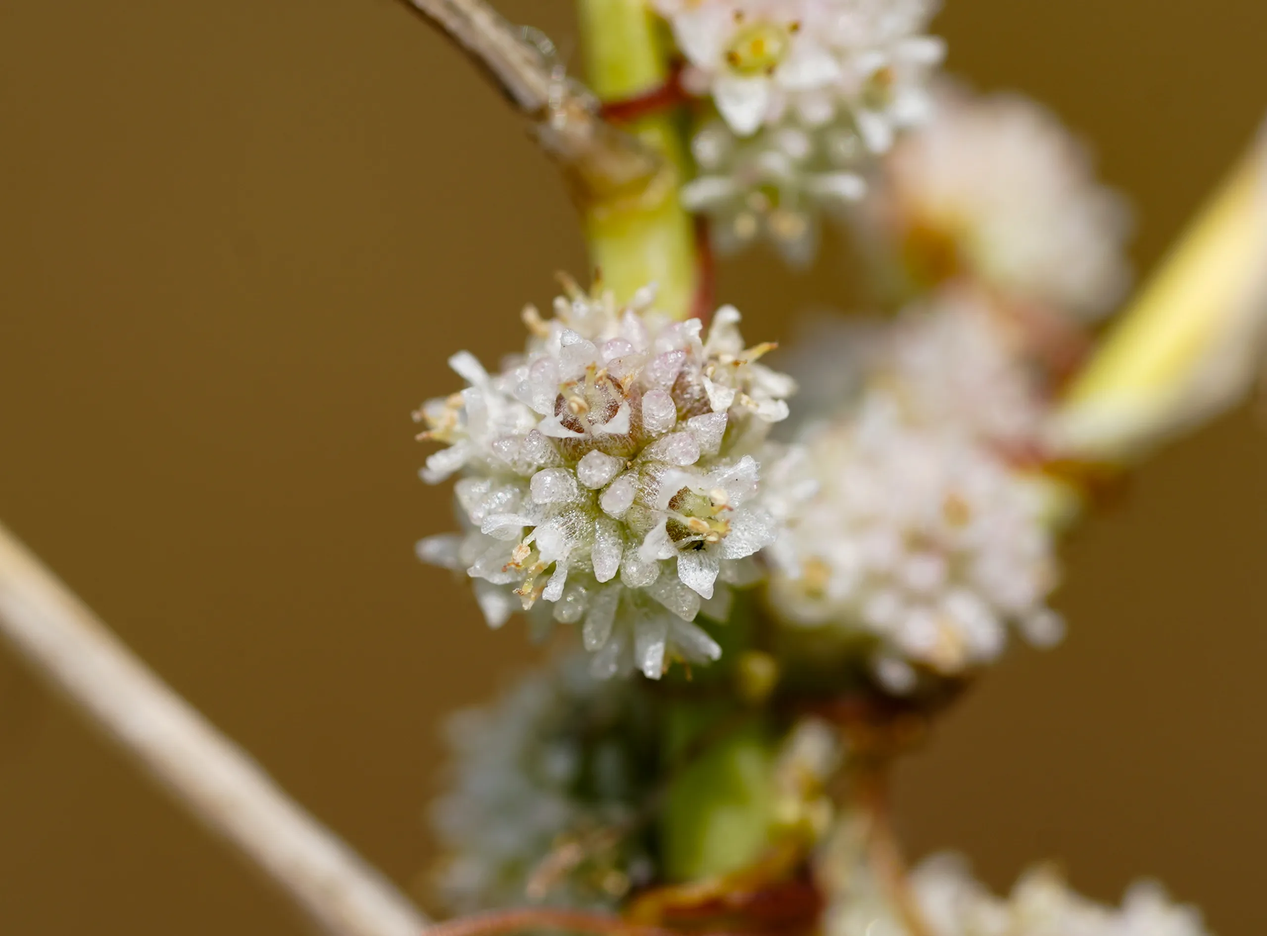 Cuscuta approximata
