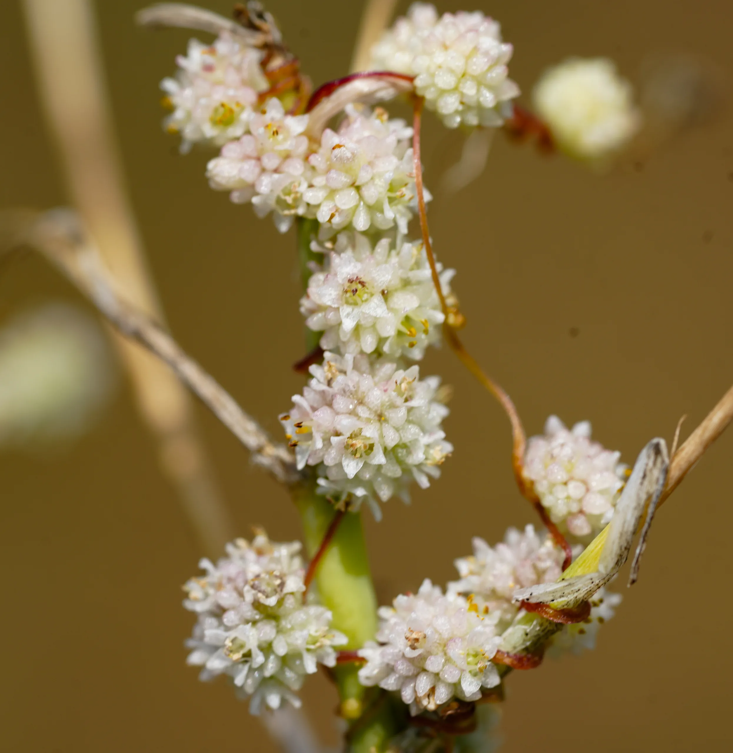 Cuscuta approximata