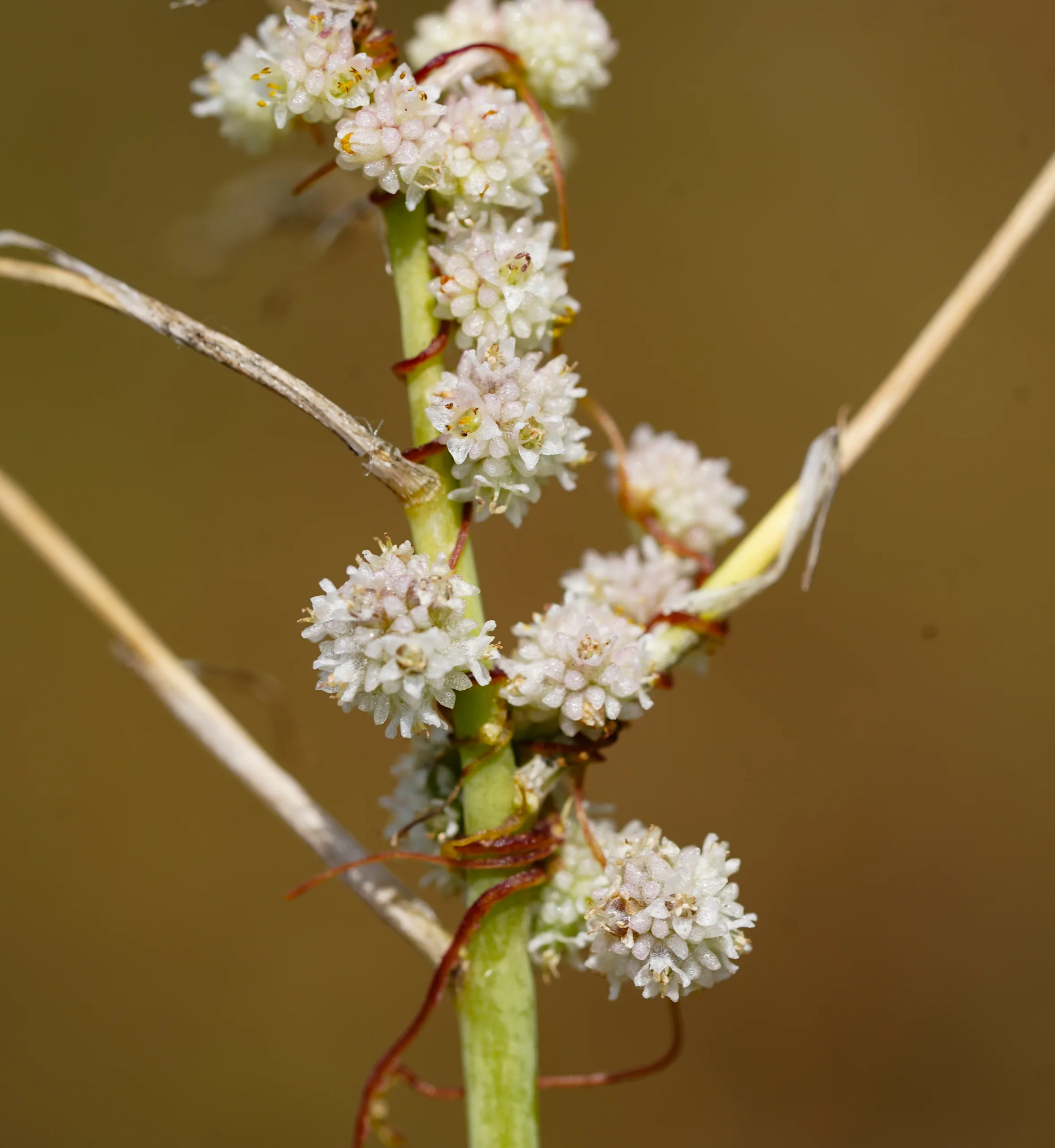 Cuscuta approximata