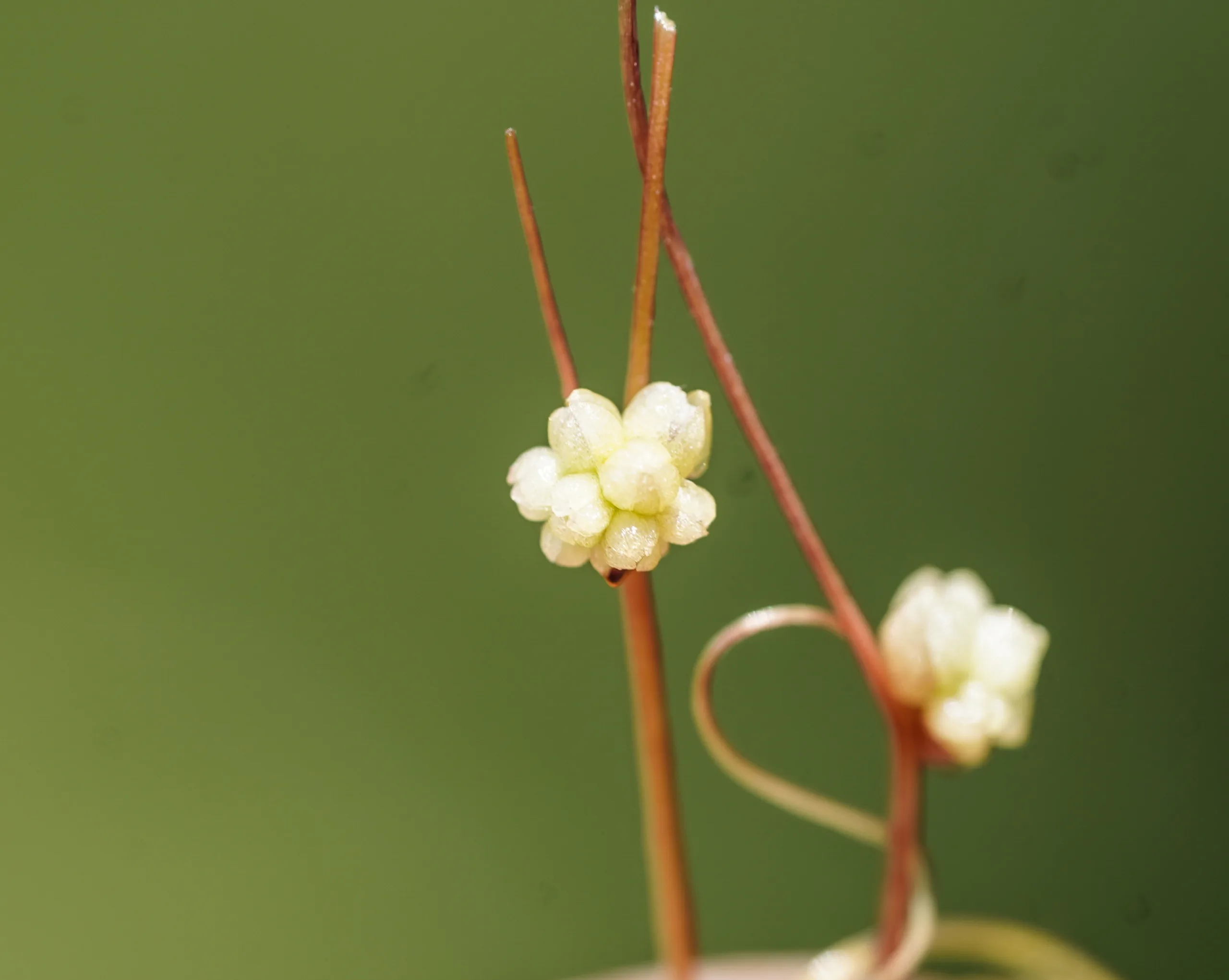Cuscuta palaestina