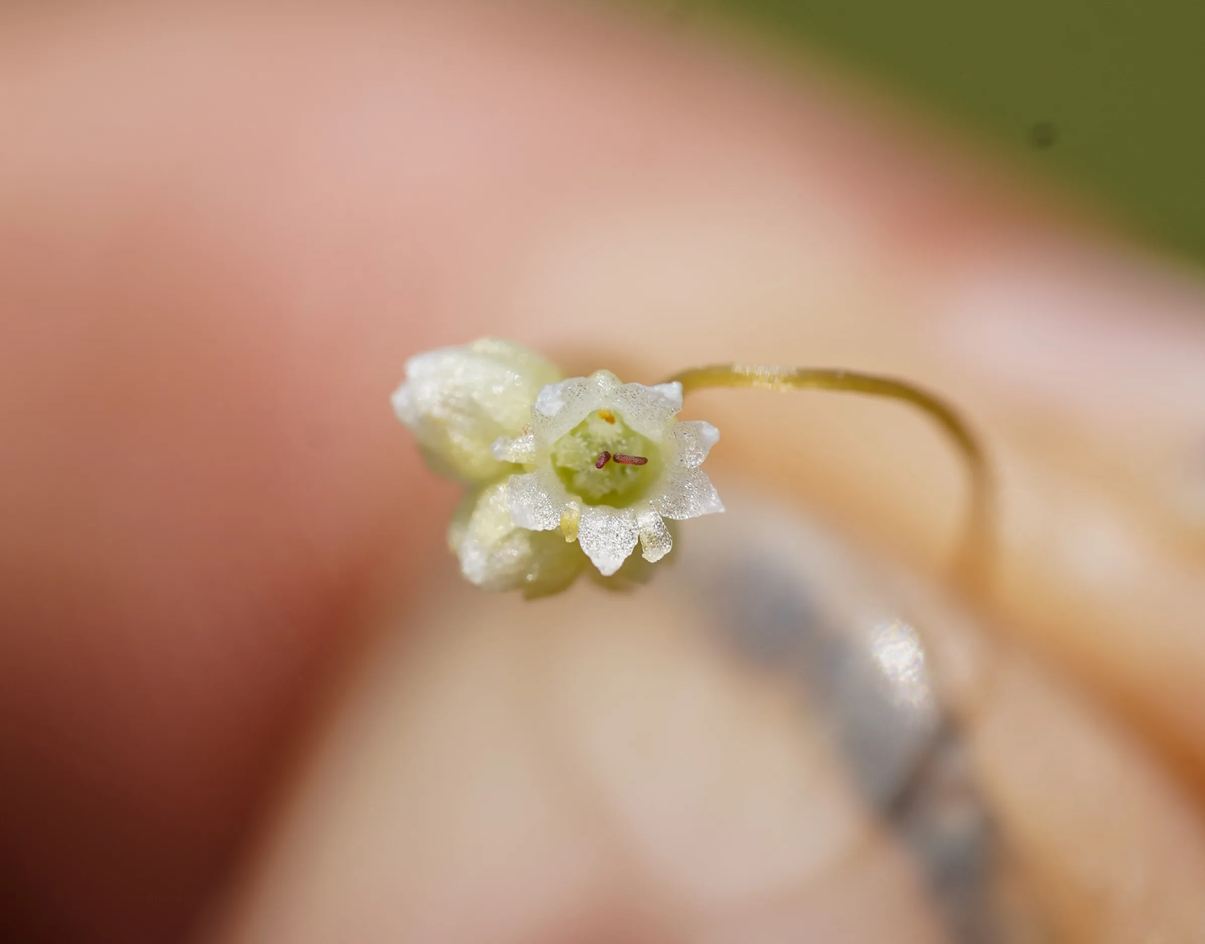 Cuscuta palaestina
