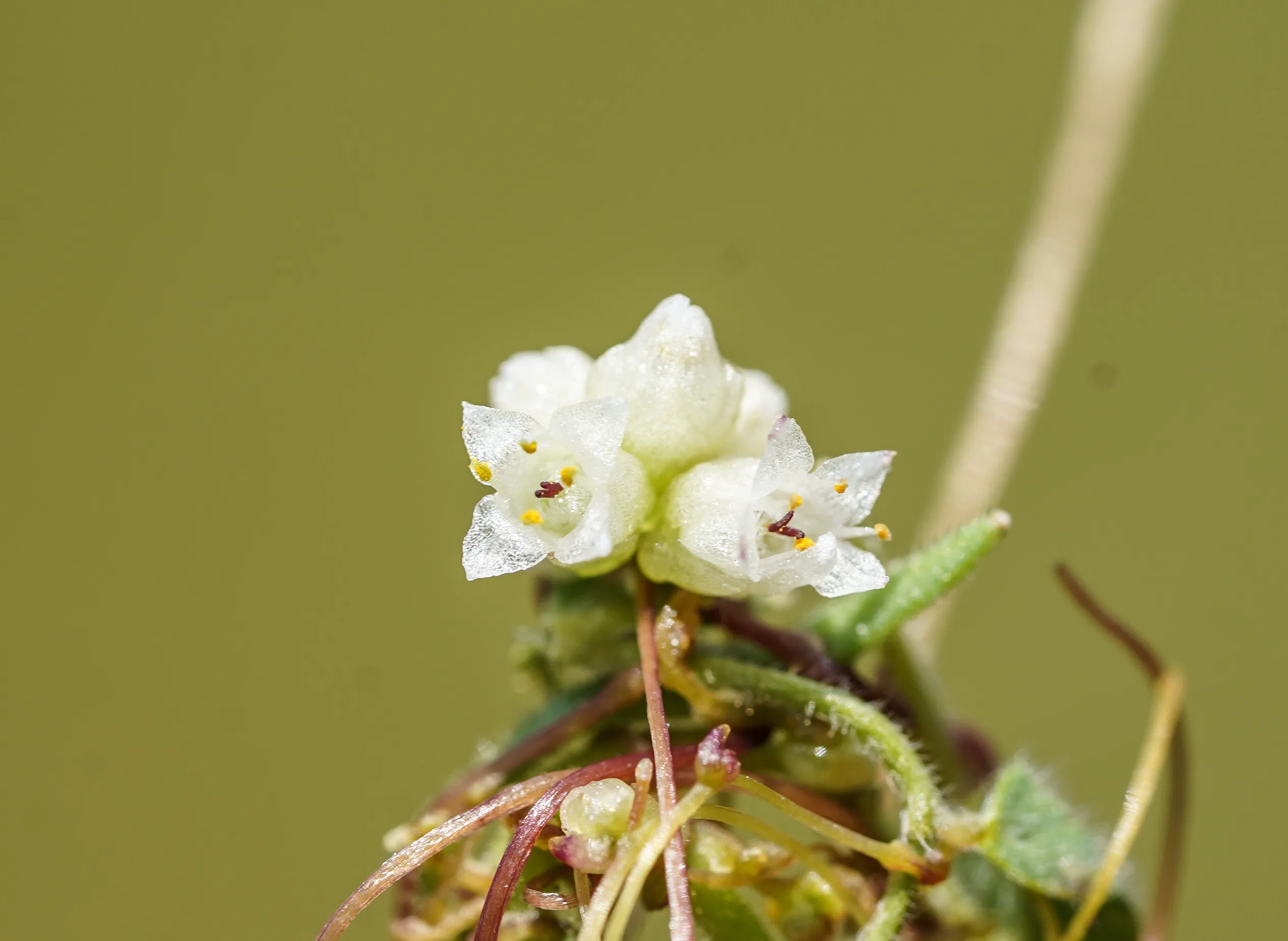 Cuscuta palaestina
