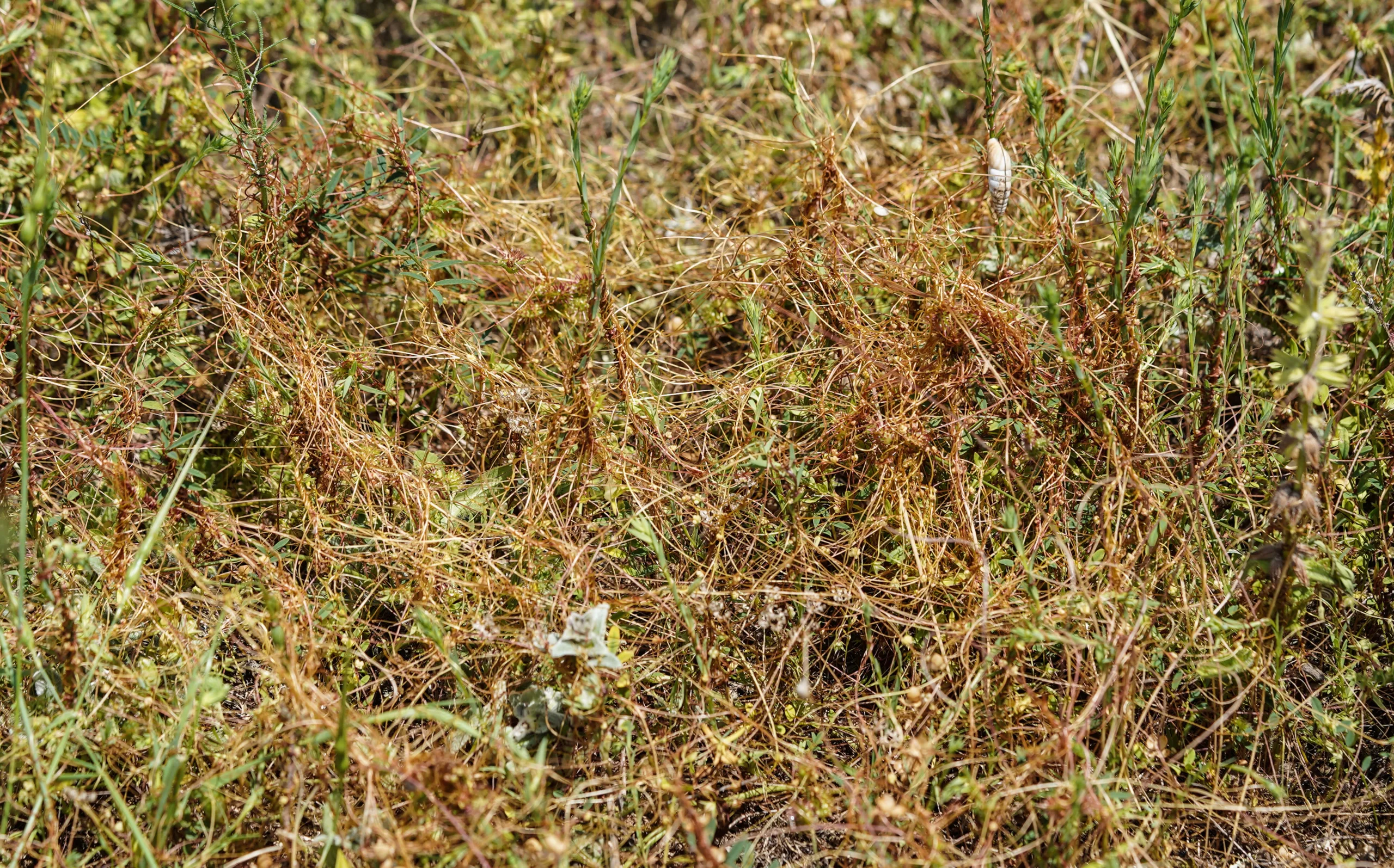 Cuscuta palaestina