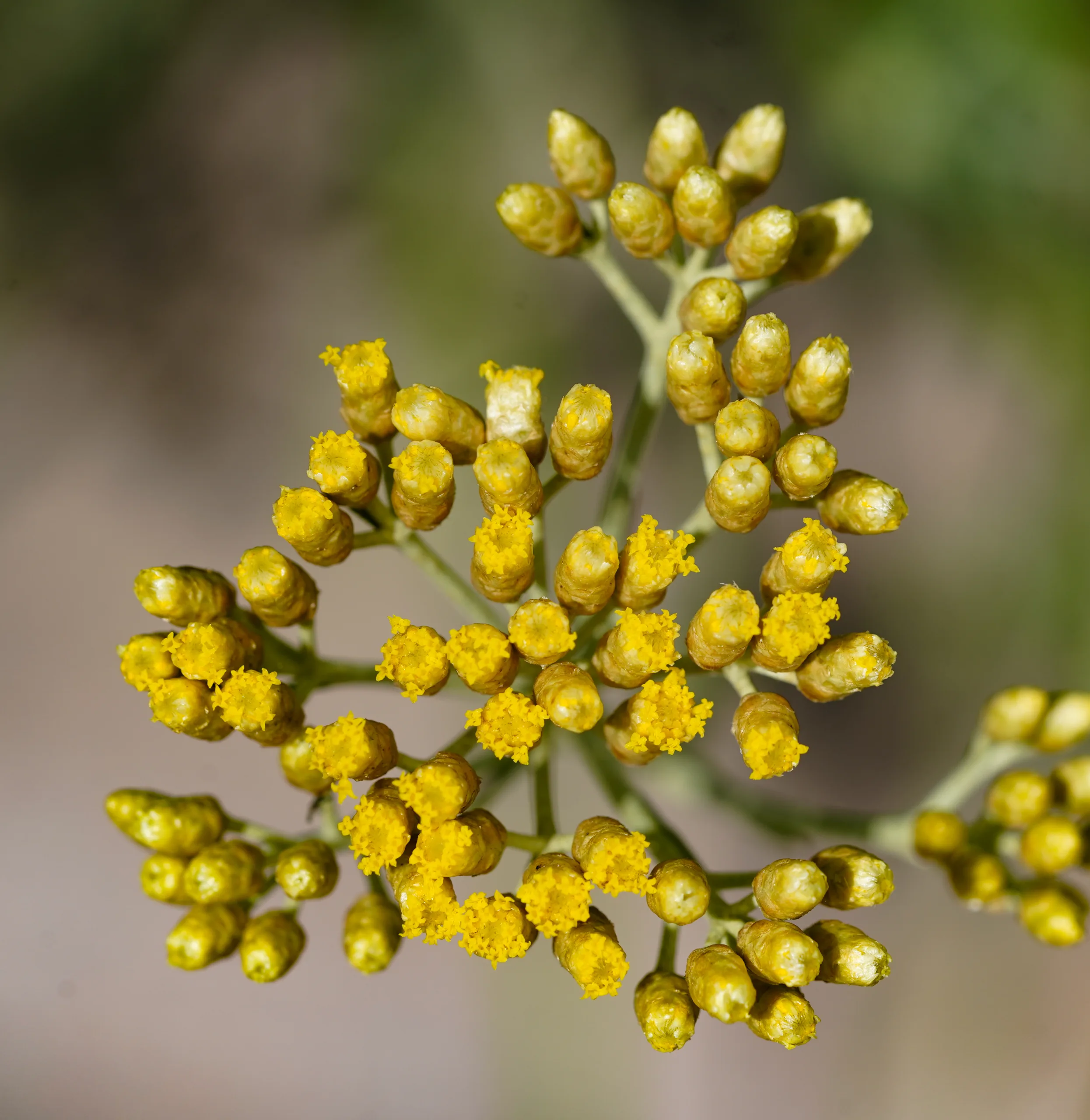 Helichrysum italicum