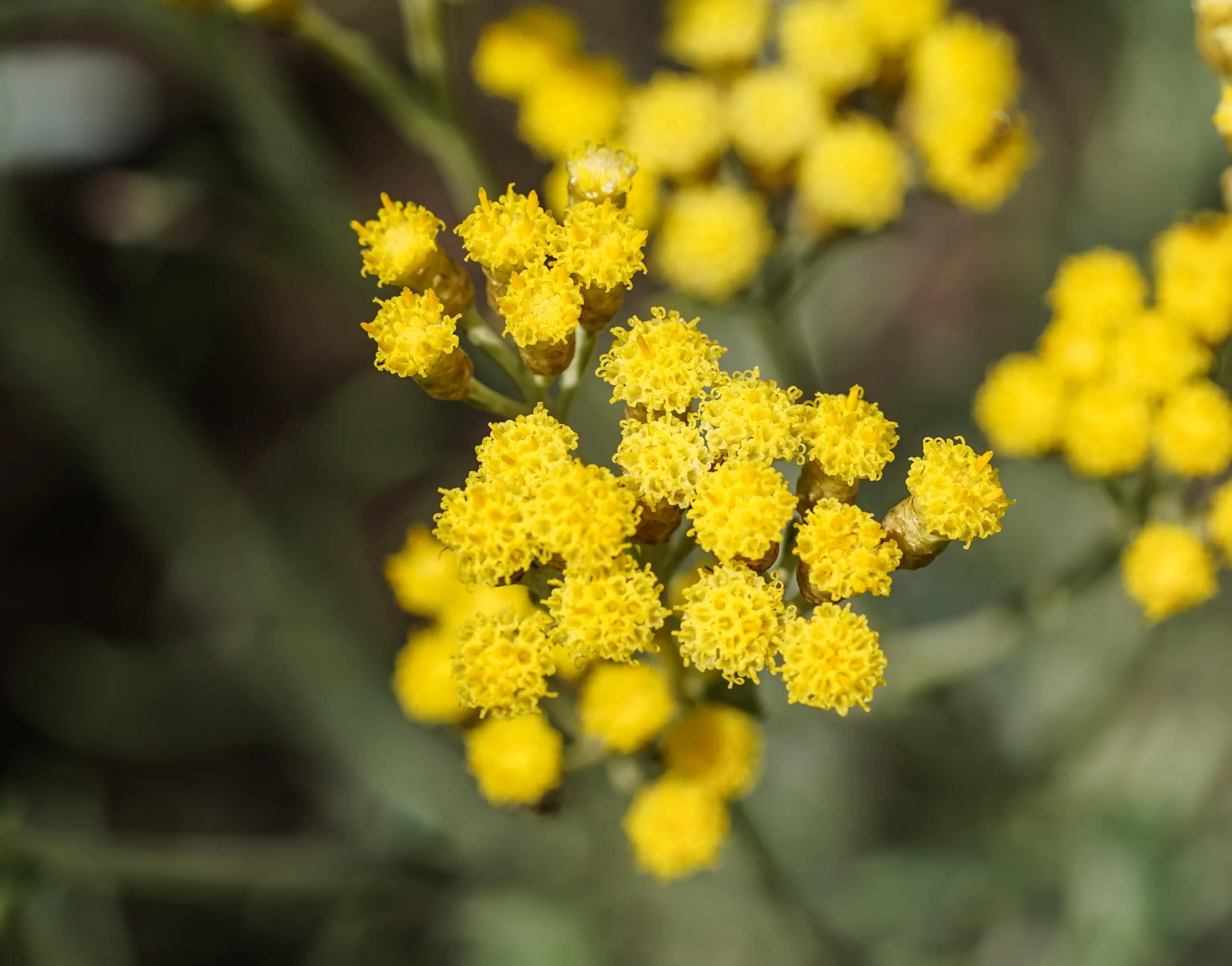 Helichrysum italicum (Maranda)