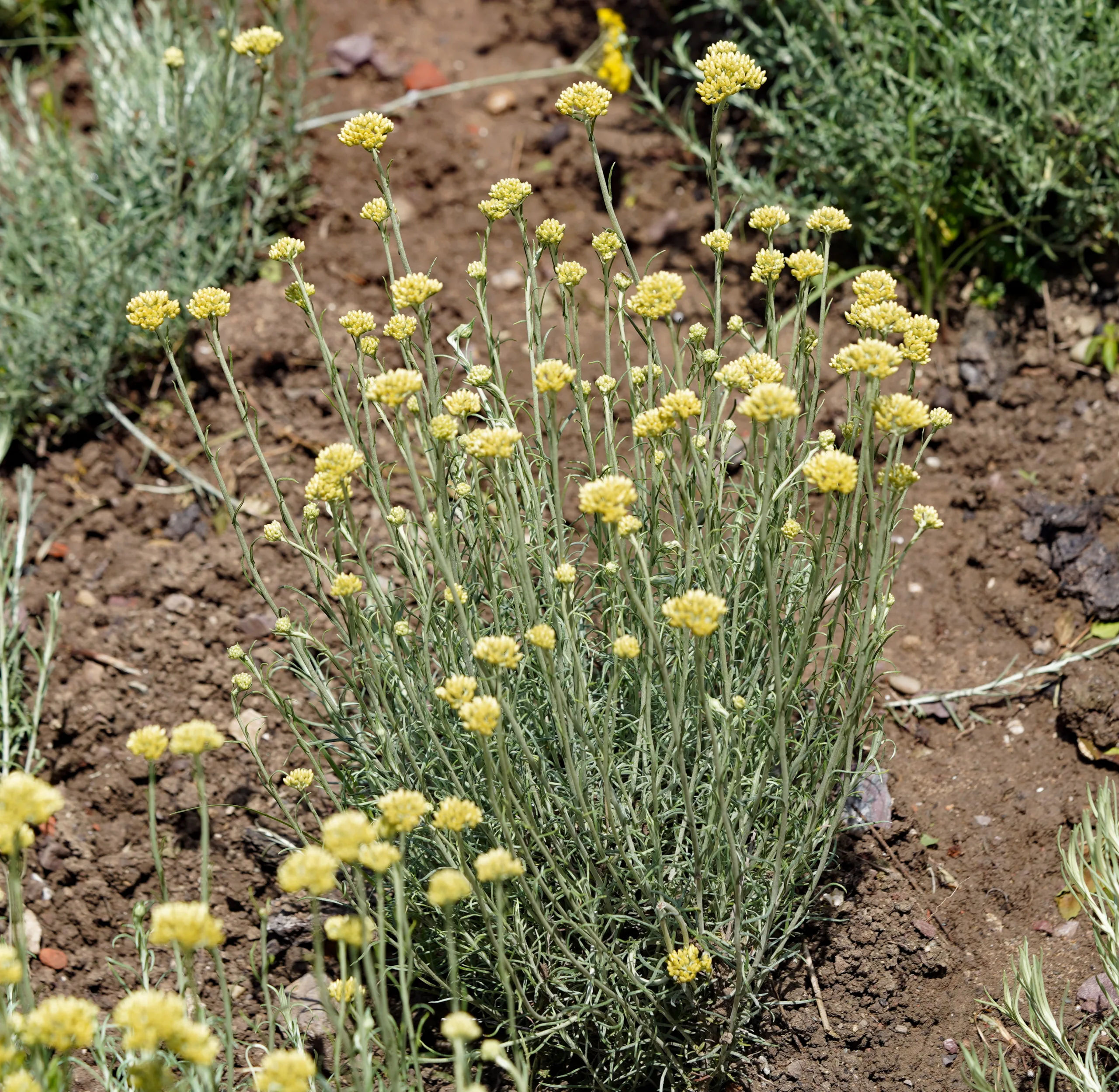 Helichrysum italicum