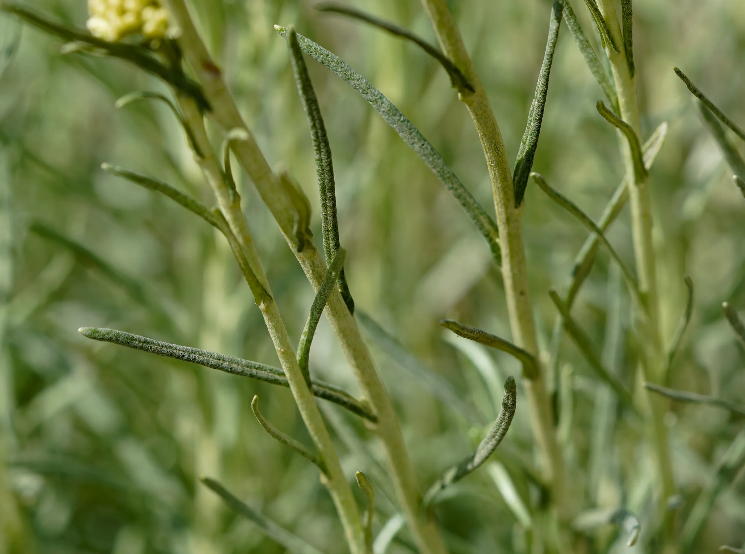 Helichrysum italicum