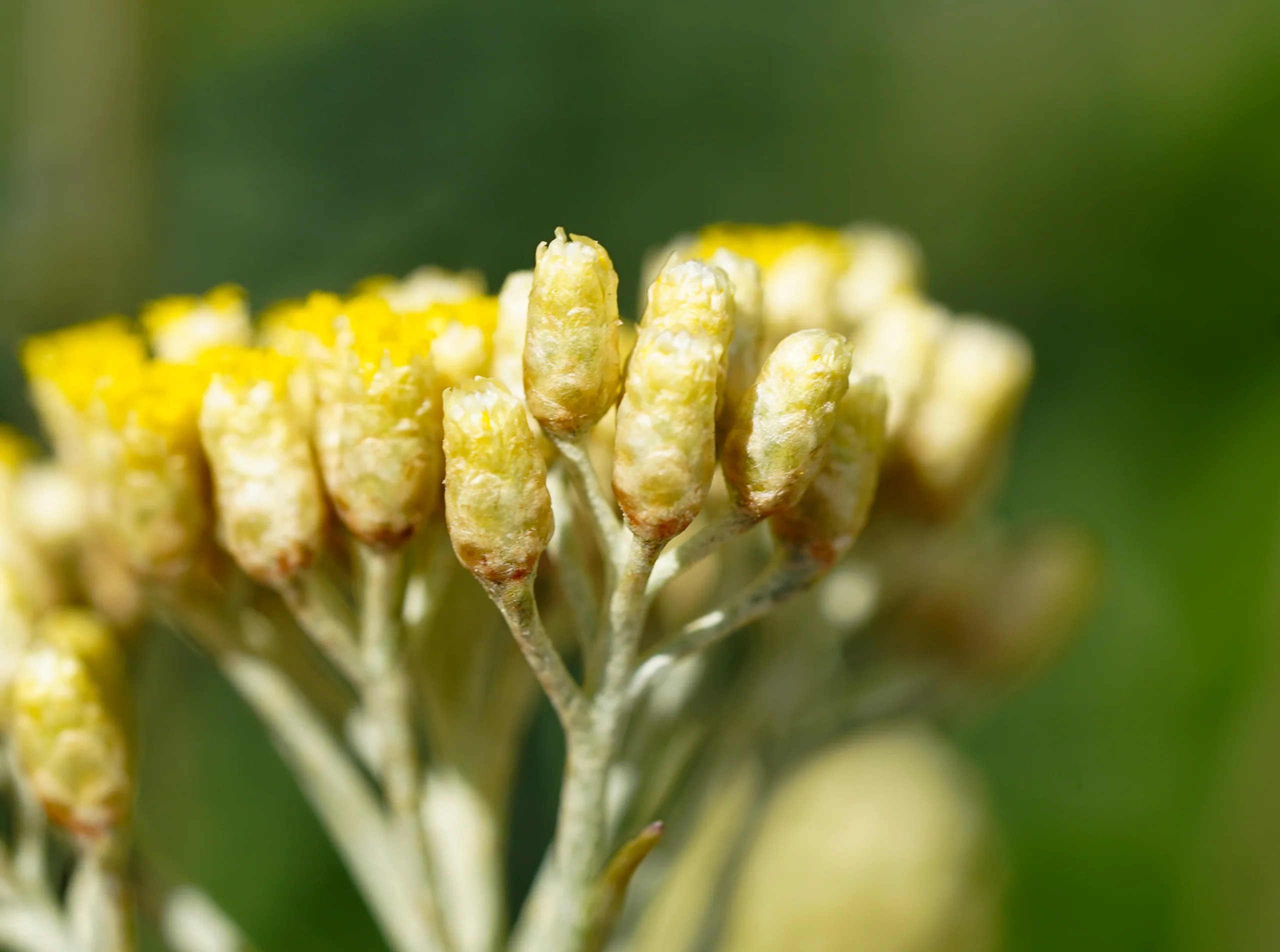 Helichrysum italicum