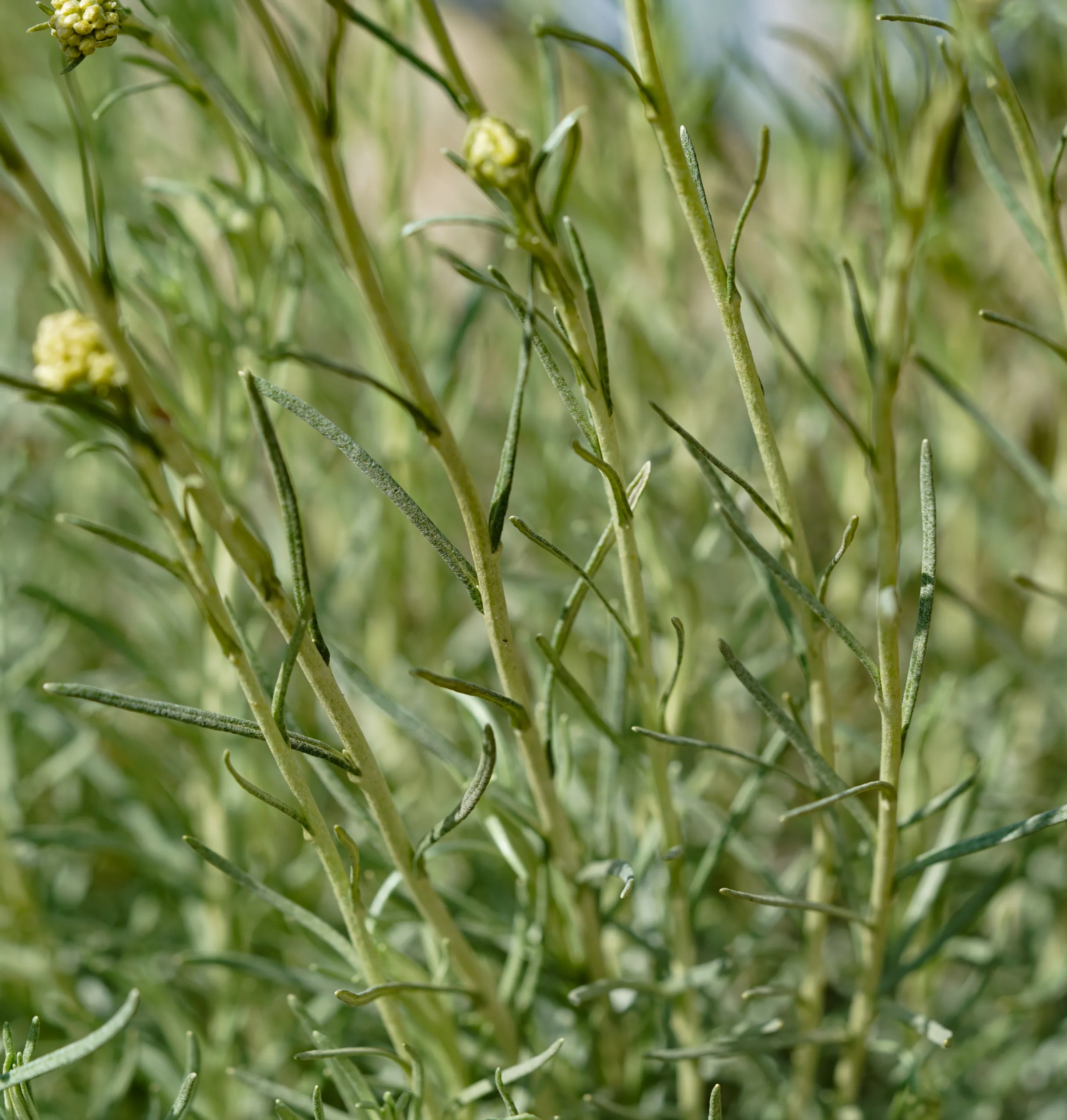 Helichrysum italicum