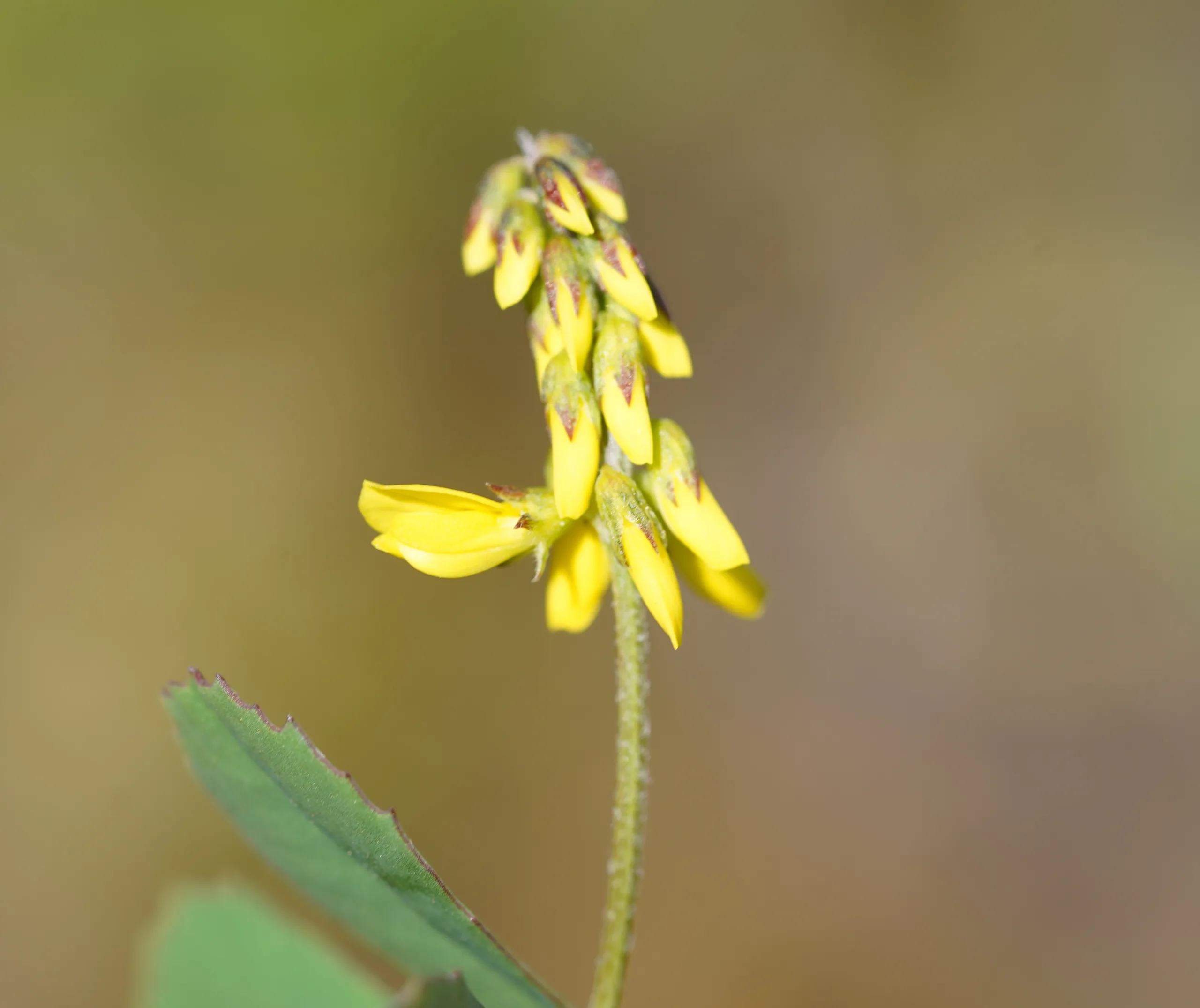 Melilotus neapolitanus