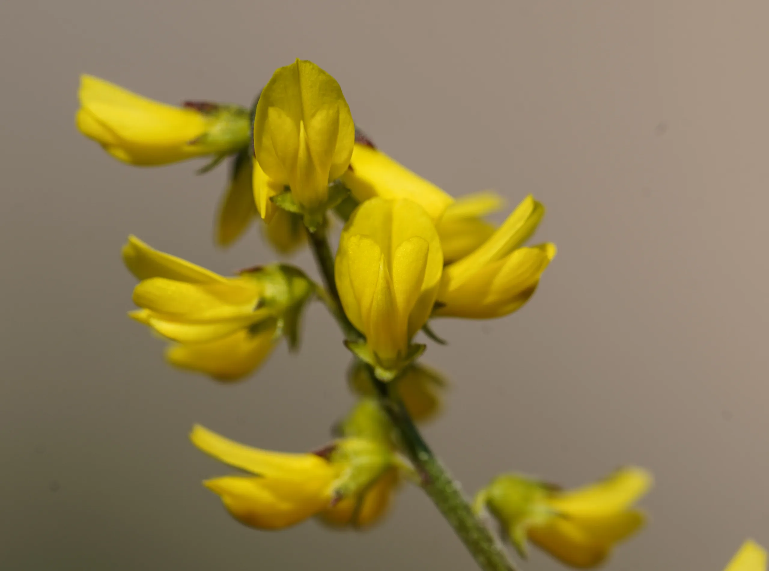 Melilotus neapolitanus (Taş yoncası)