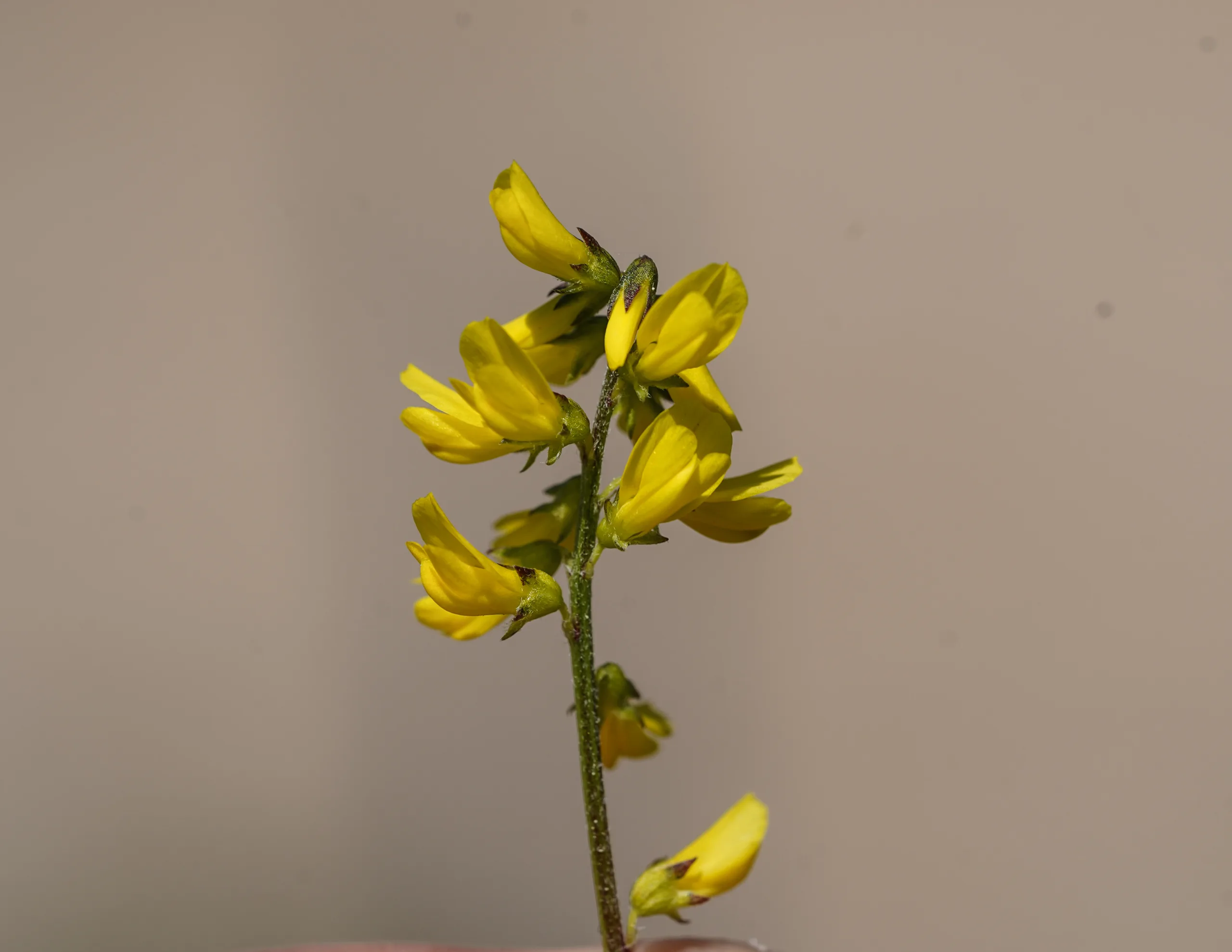 Melilotus neapolitanus