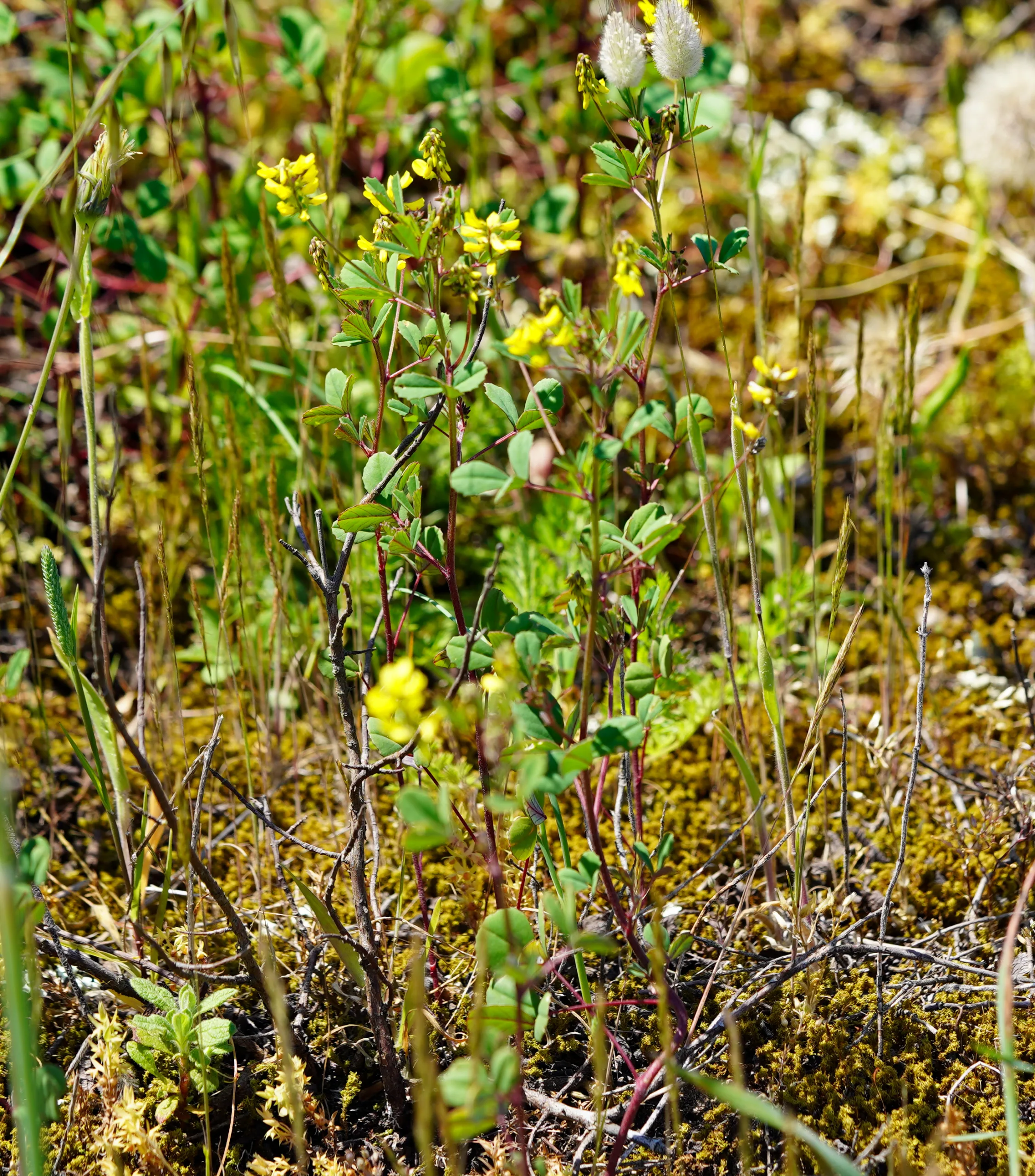 Melilotus neapolitanus