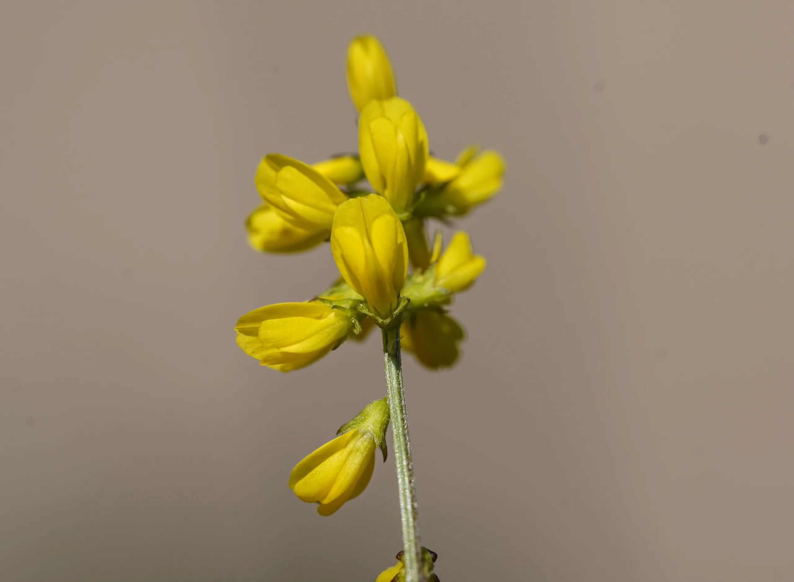 Melilotus neapolitanus