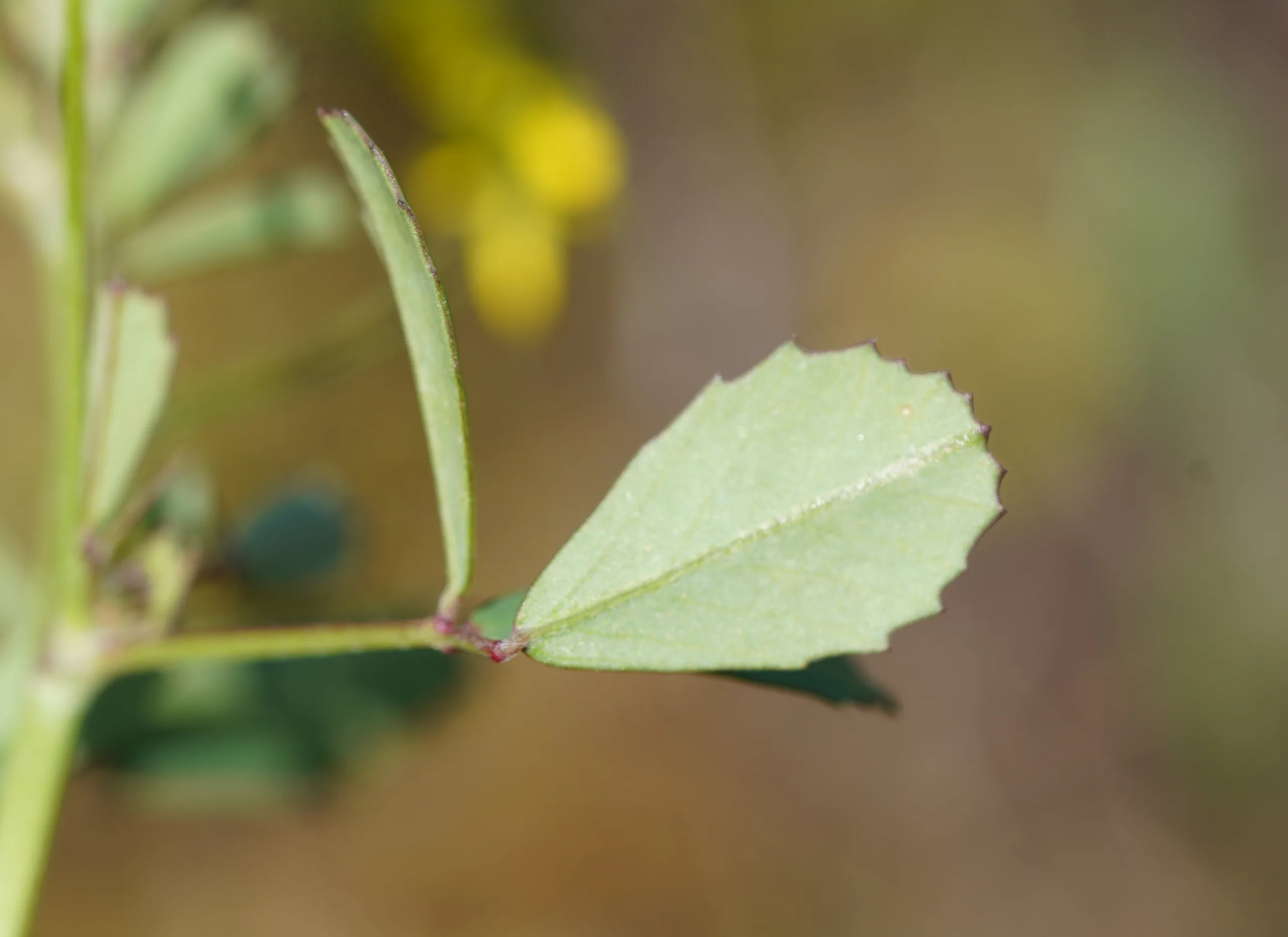 Melilotus neapolitanus