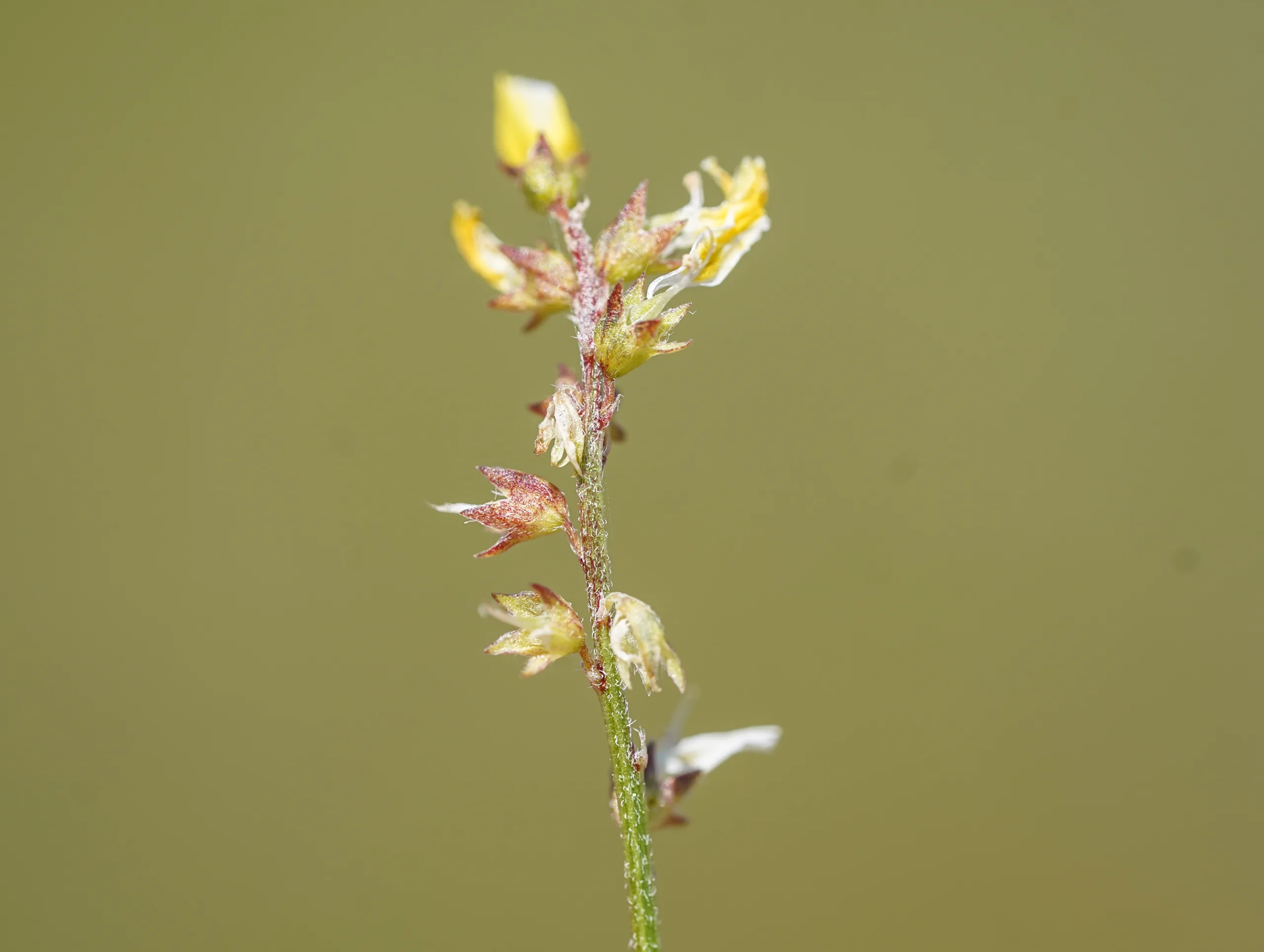 Melilotus neapolitanus