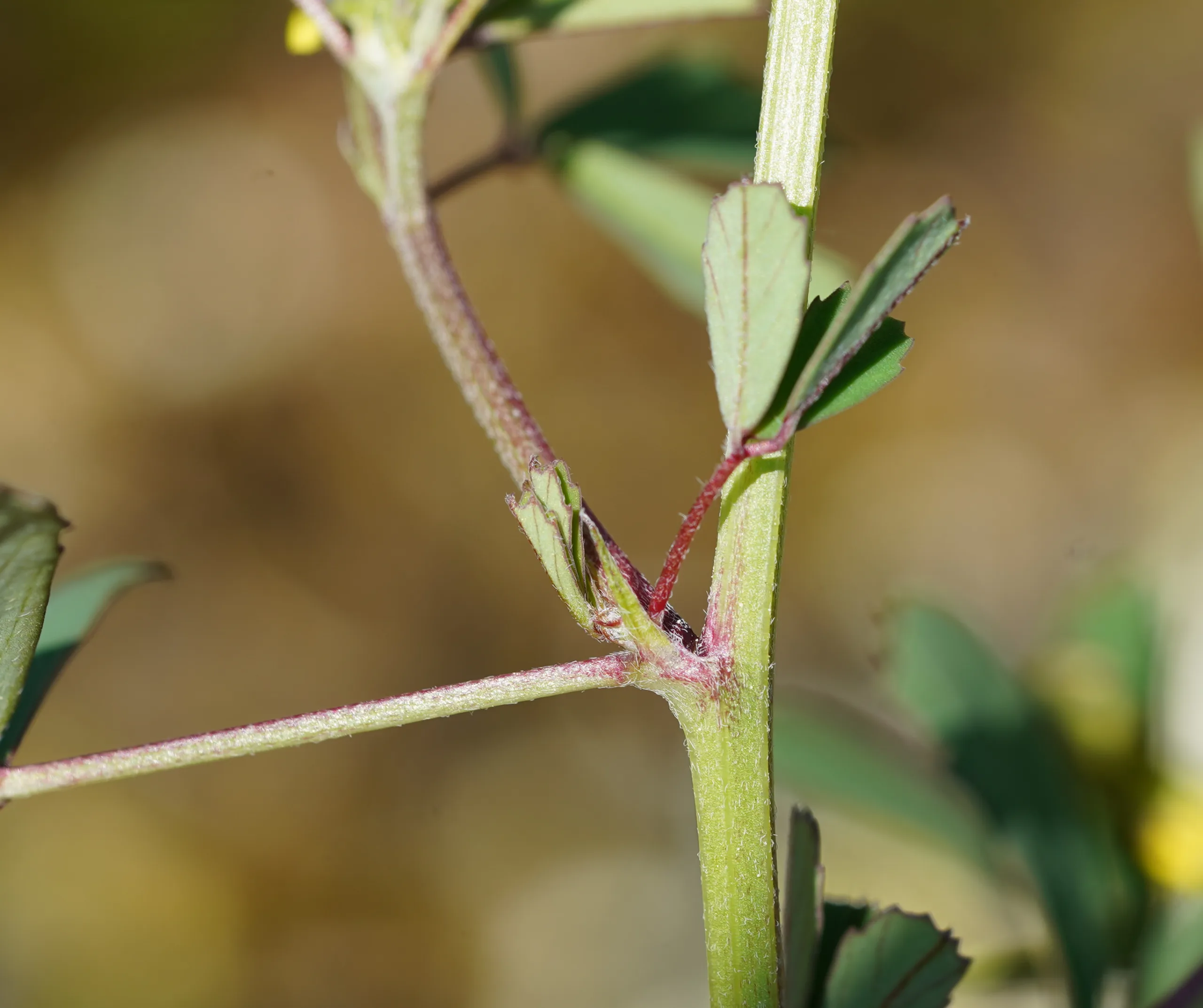 Melilotus neapolitanus
