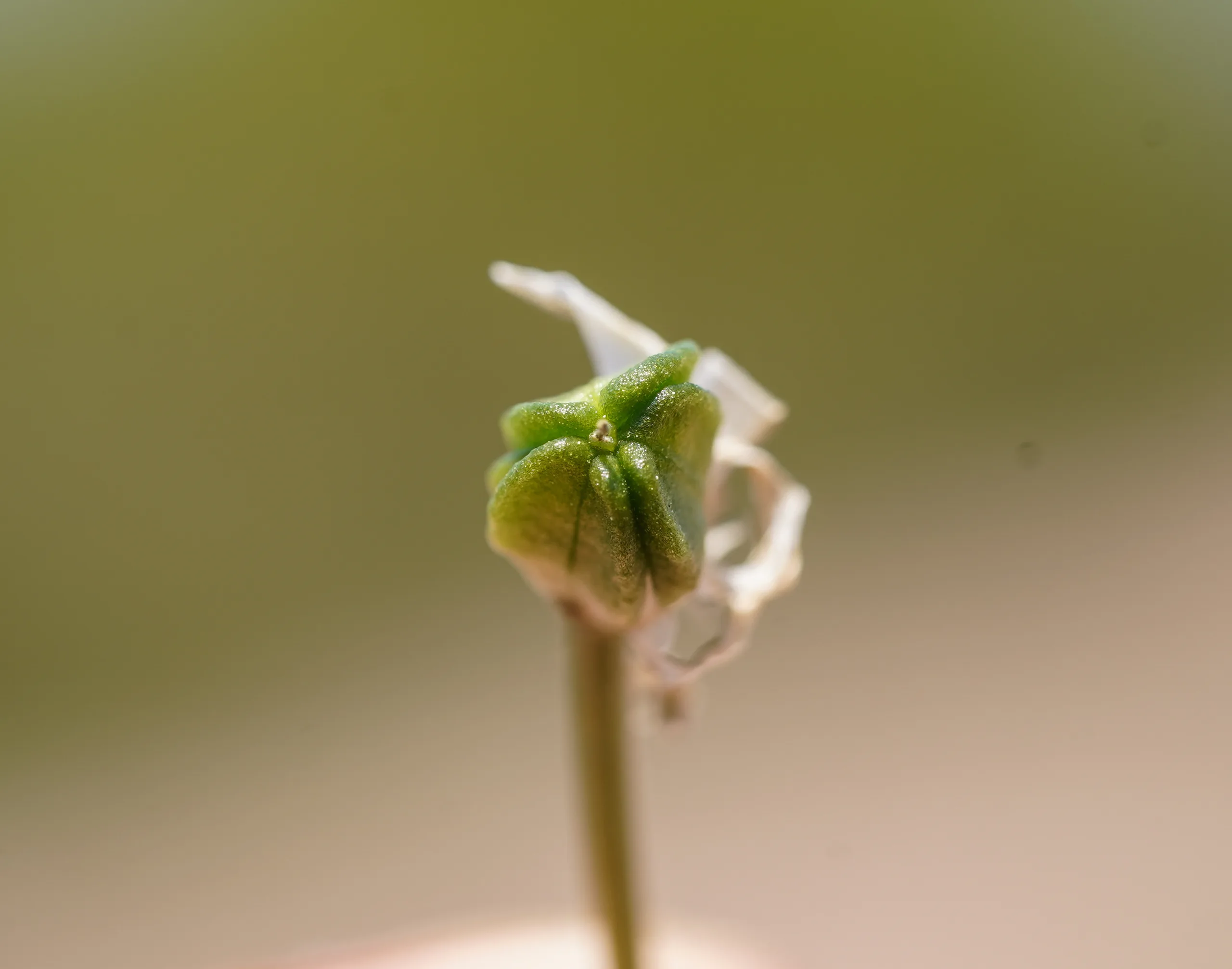 Ornithogalum graciliflorum