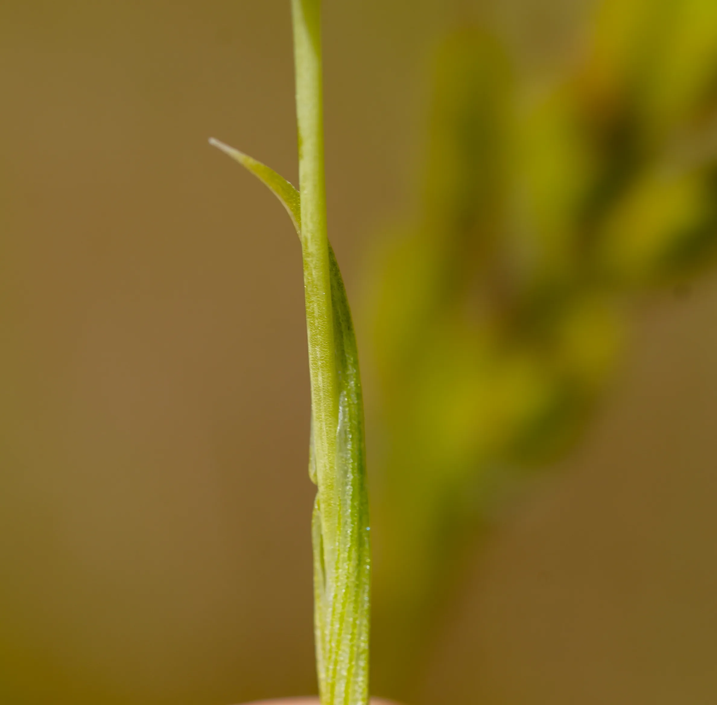 Ornithogalum graciliflorum