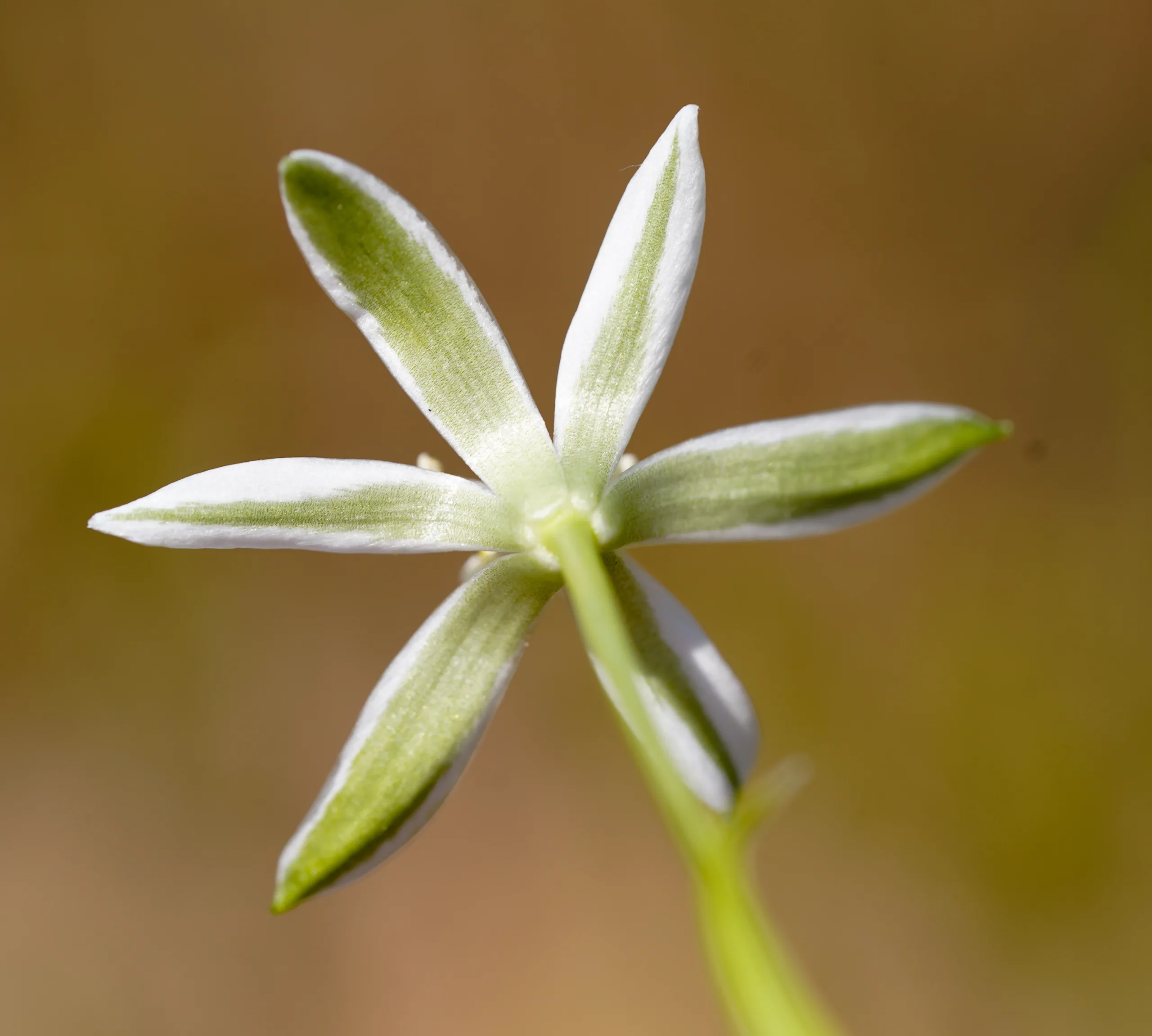 Ornithogalum graciliflorum