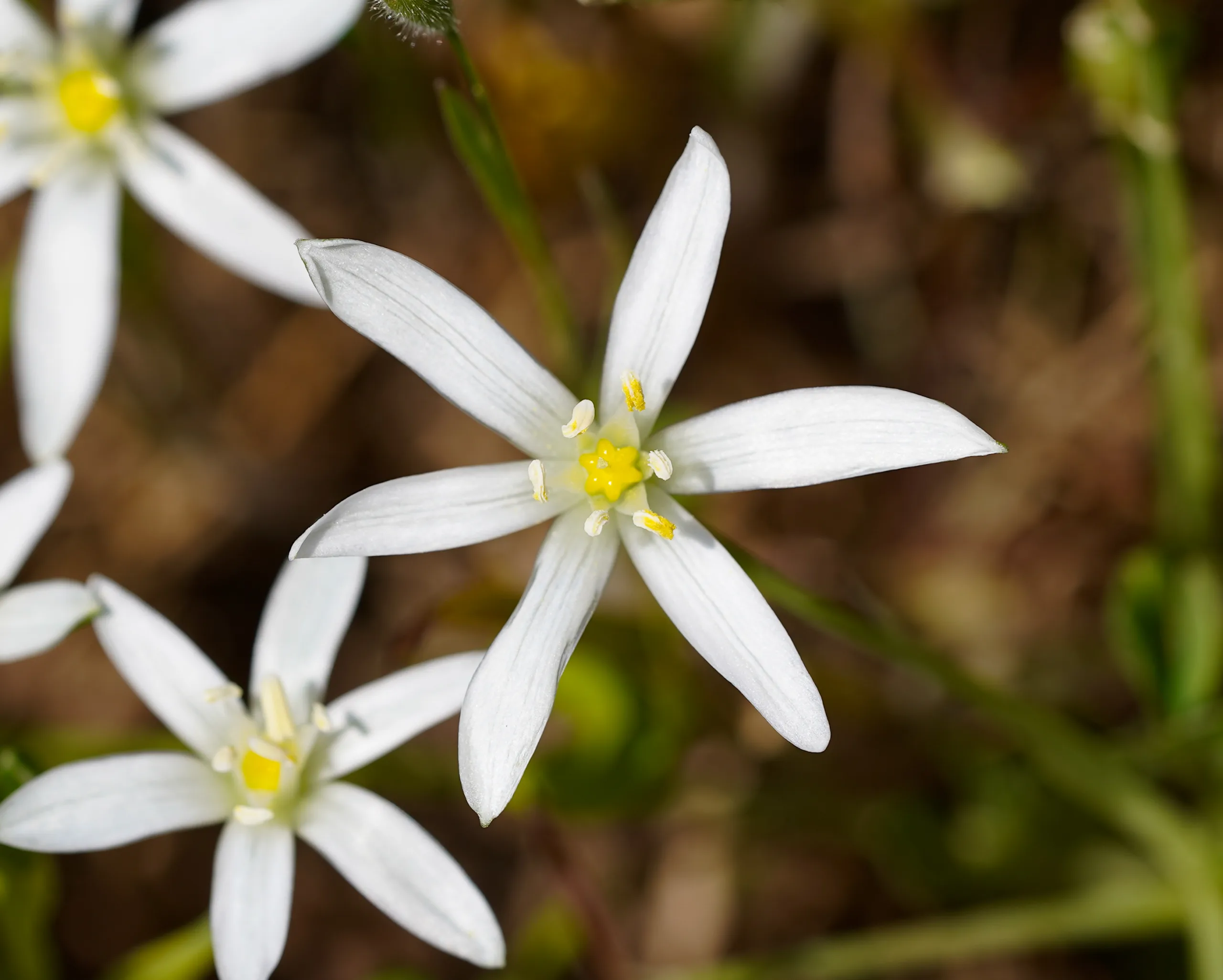 Ornithogalum graciliflorum