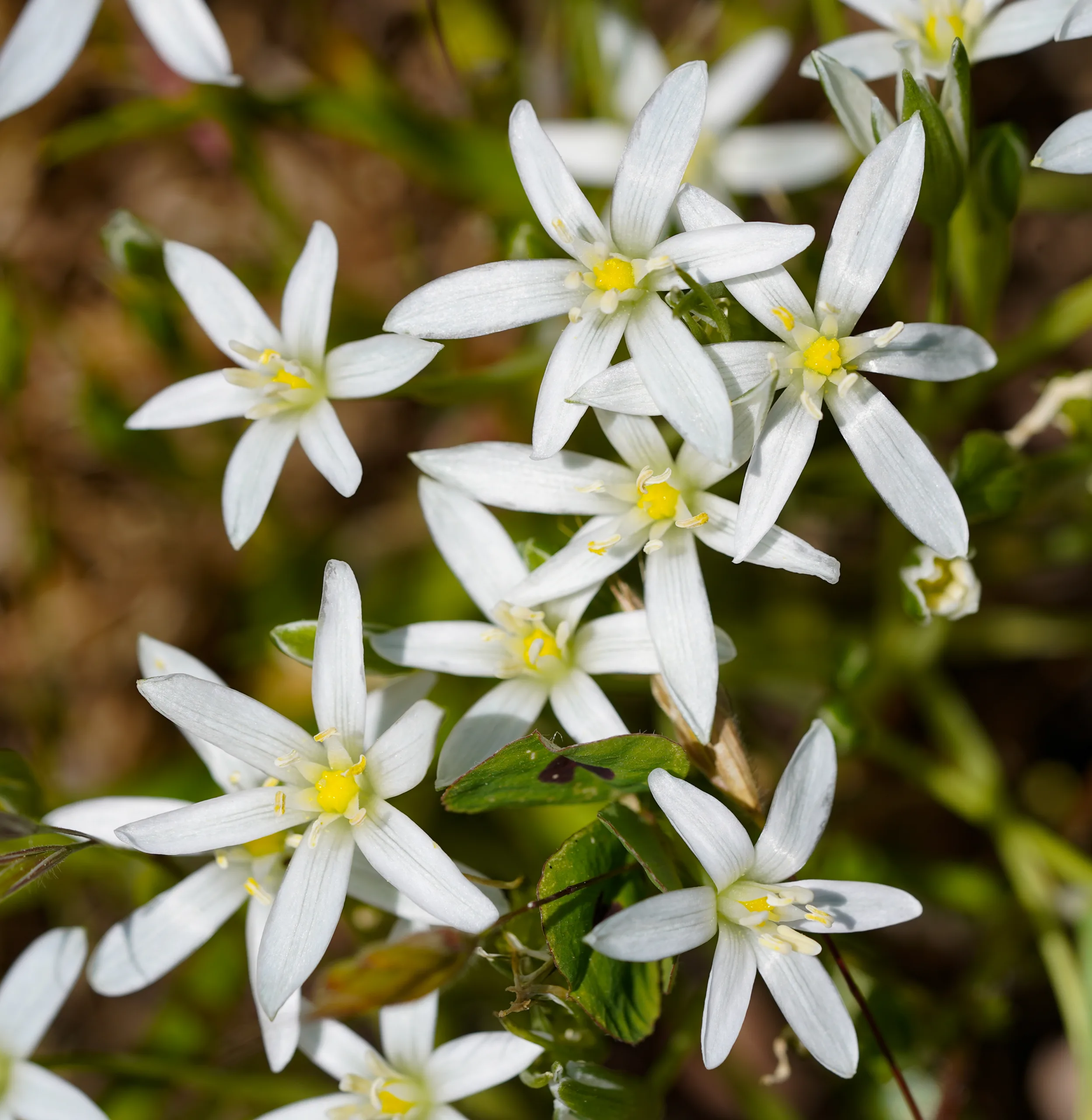 Ornithogalum graciliflorum