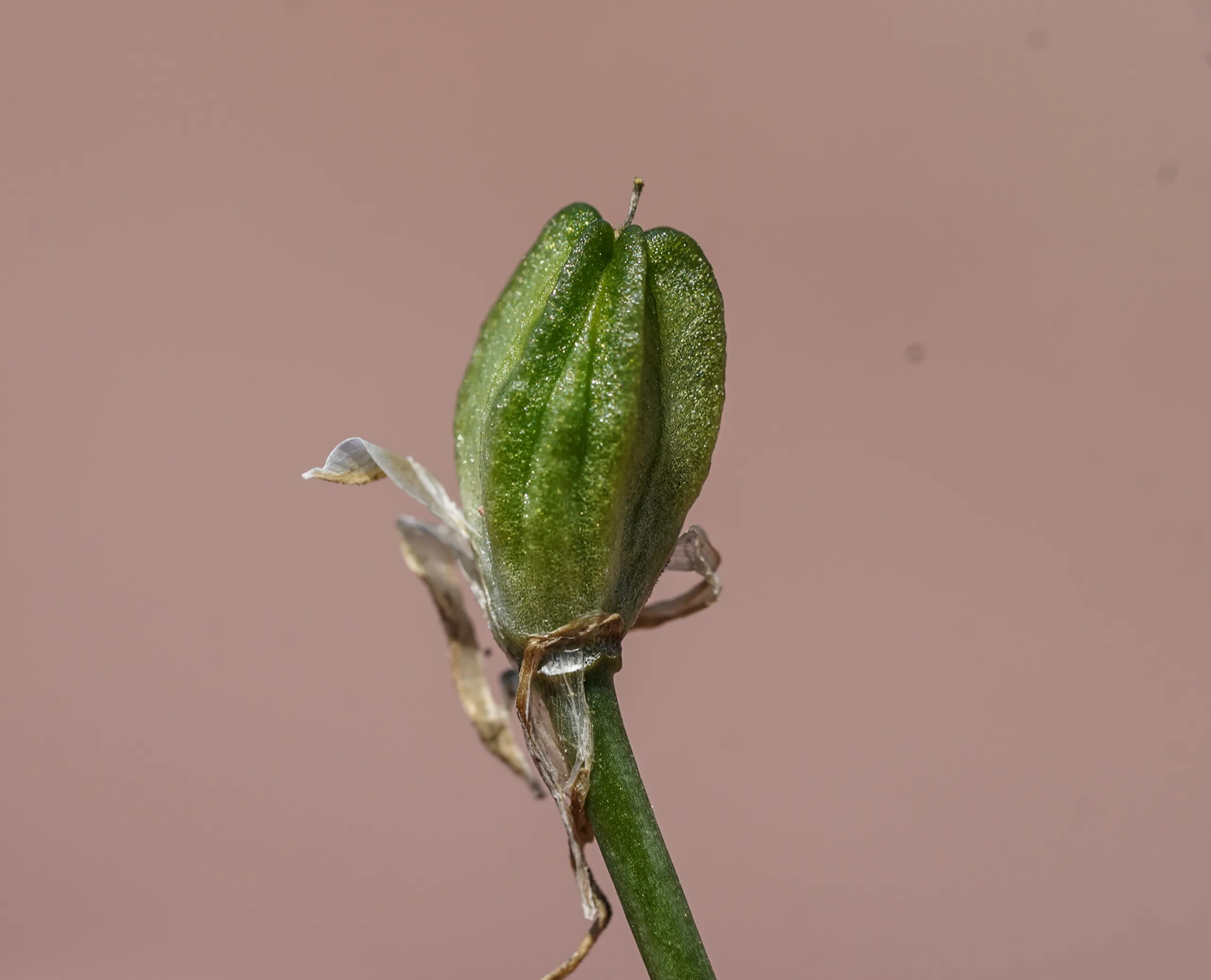 Ornithogalum graciliflorum