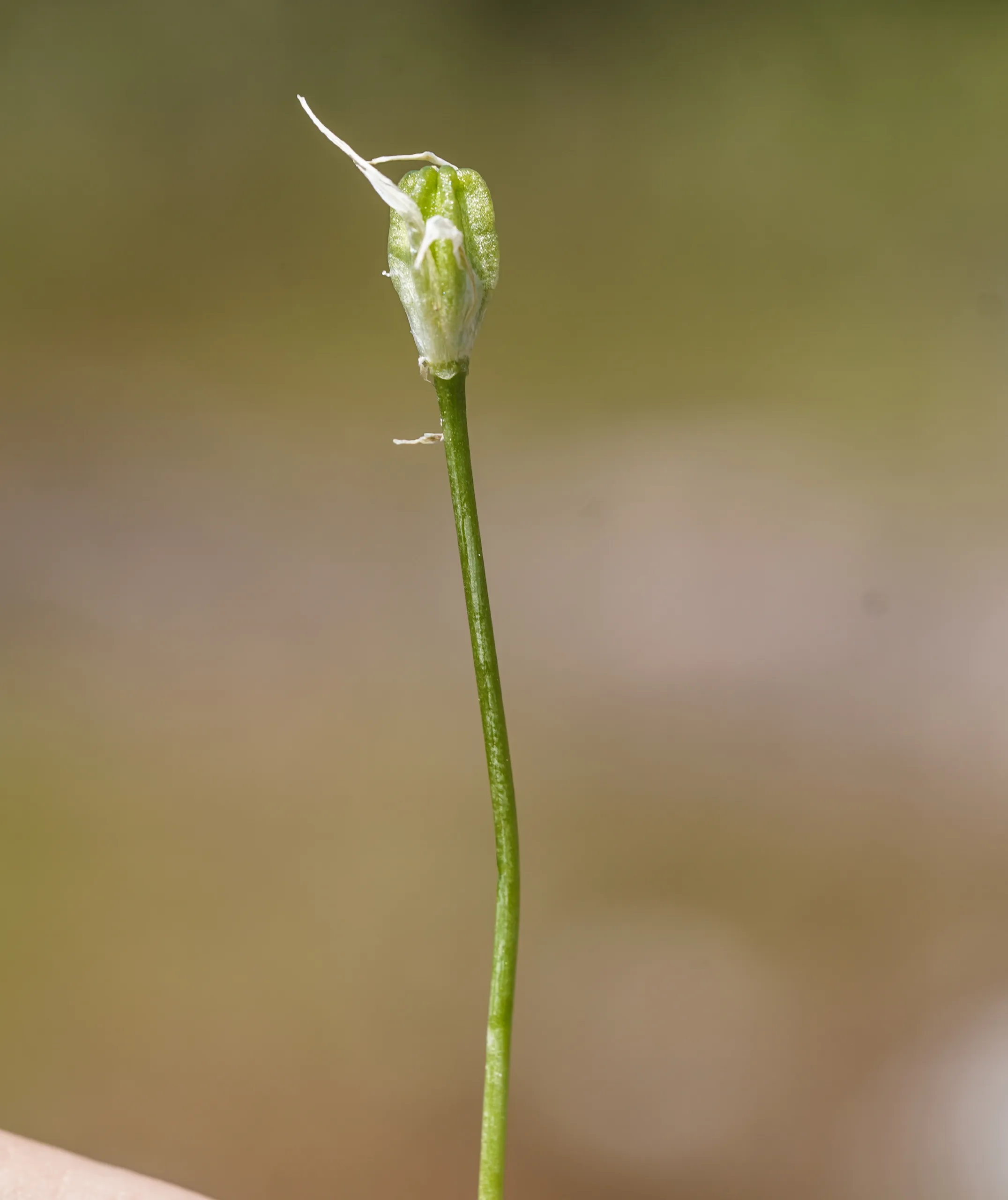 Ornithogalum graciliflorum