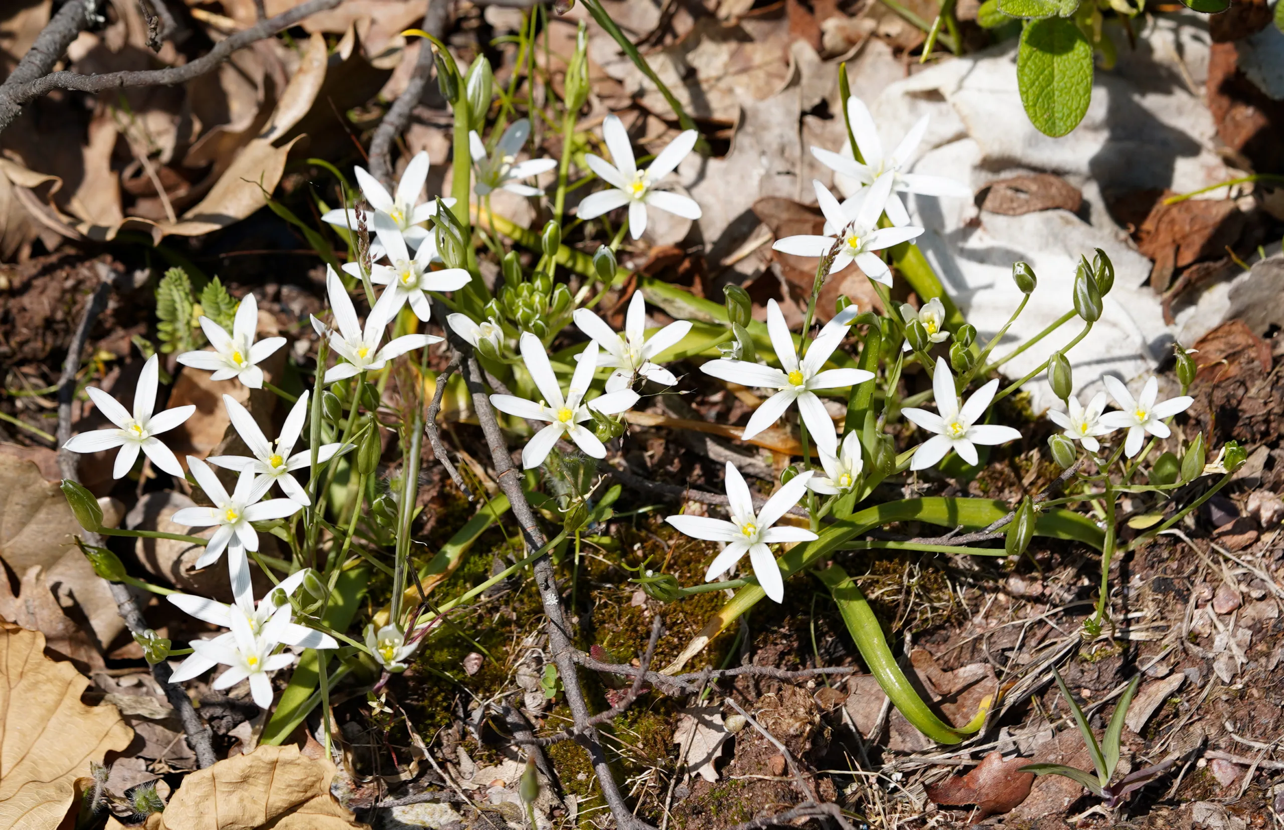 Ornithogalum graciliflorum