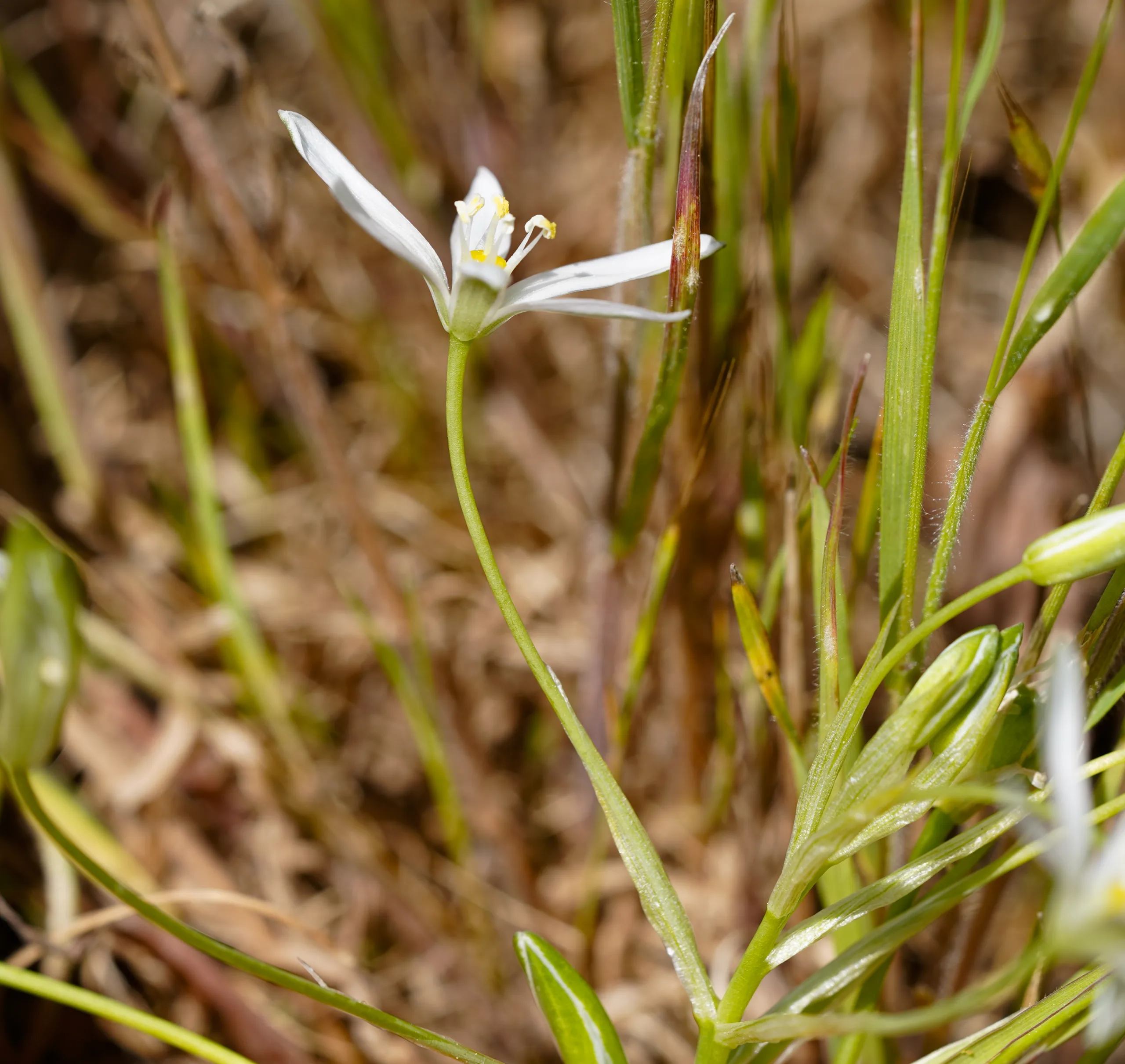 Ornithogalum graciliflorum