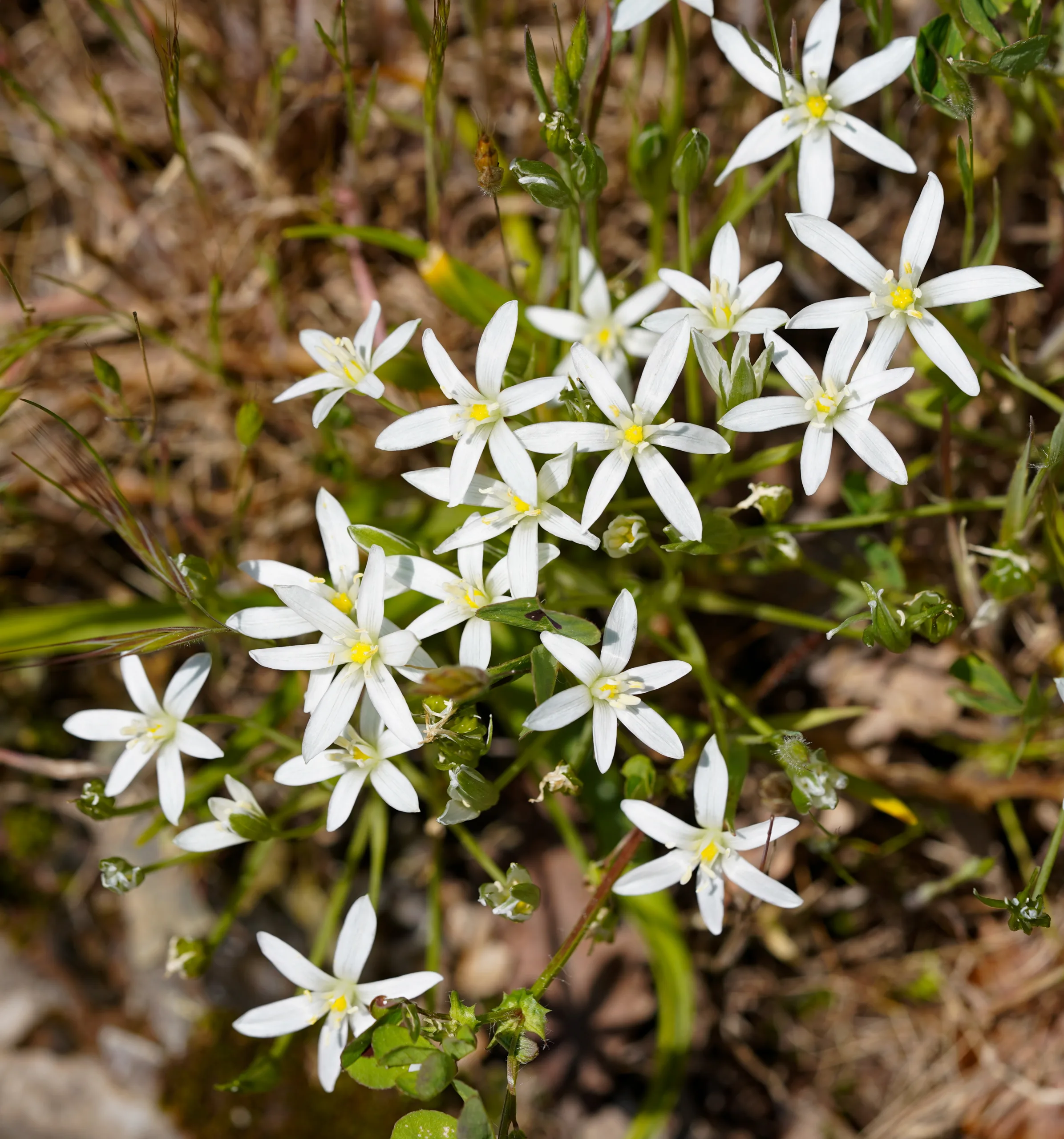 Ornithogalum graciliflorum
