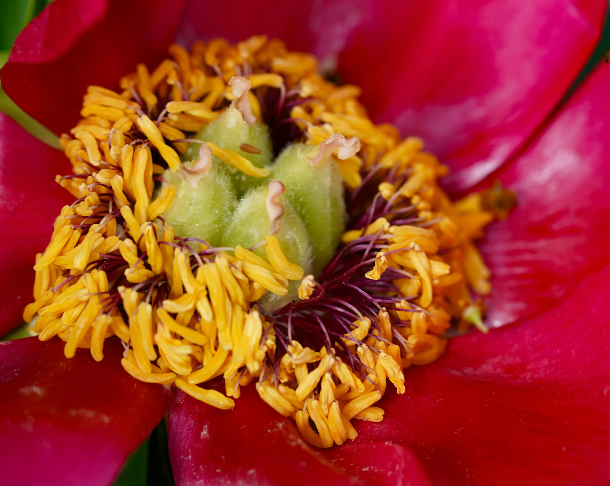 Paeonia officinalis