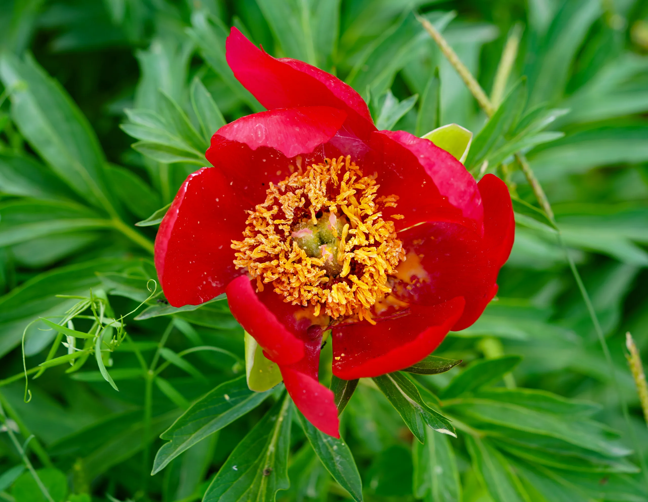Paeonia officinalis (Bahçe şakayığı)
