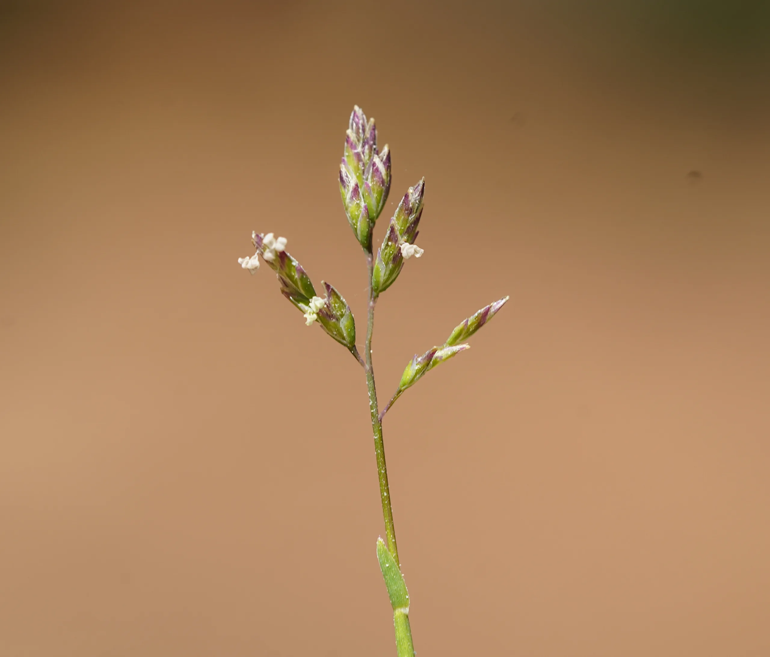Poa supina (Sulu salkımotu)
