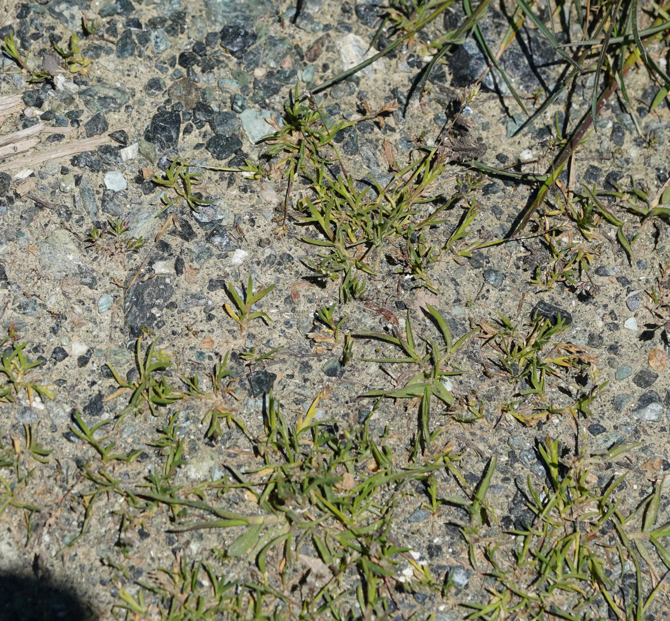 Poa supina