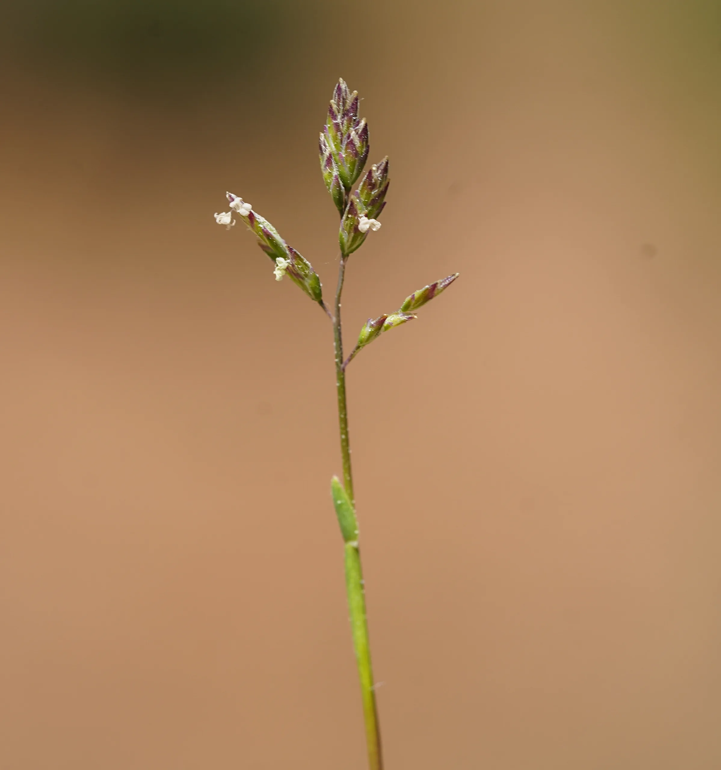 Poa supina