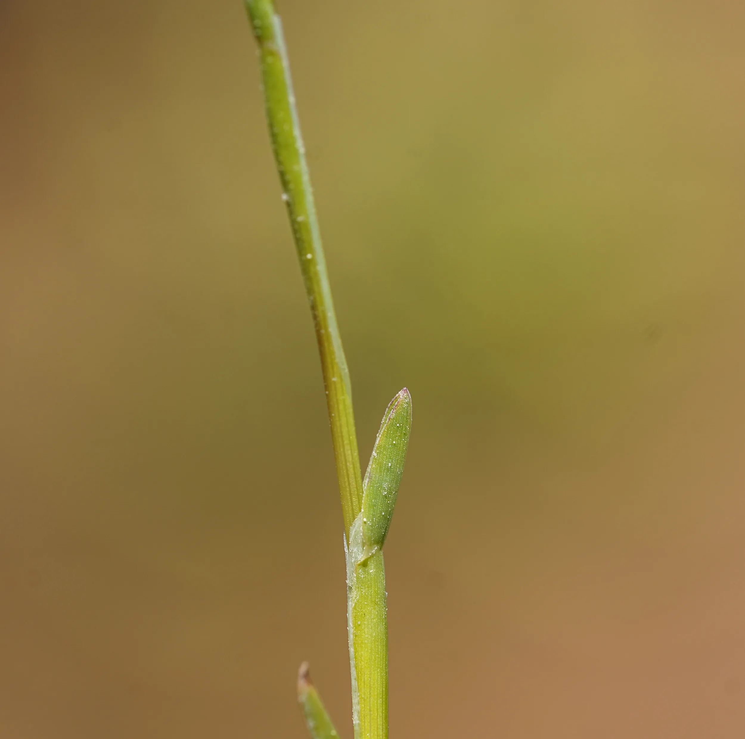 Poa supina