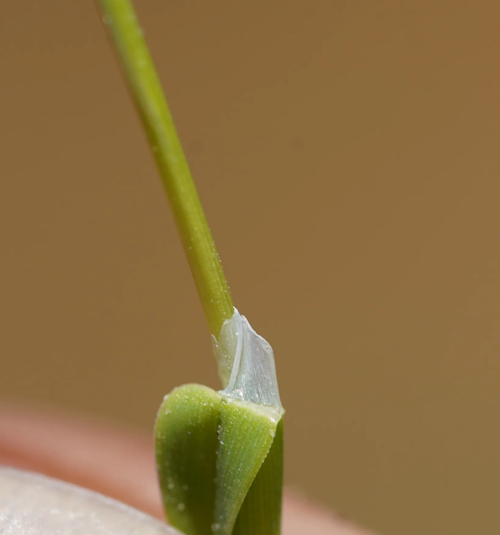 Poa supina