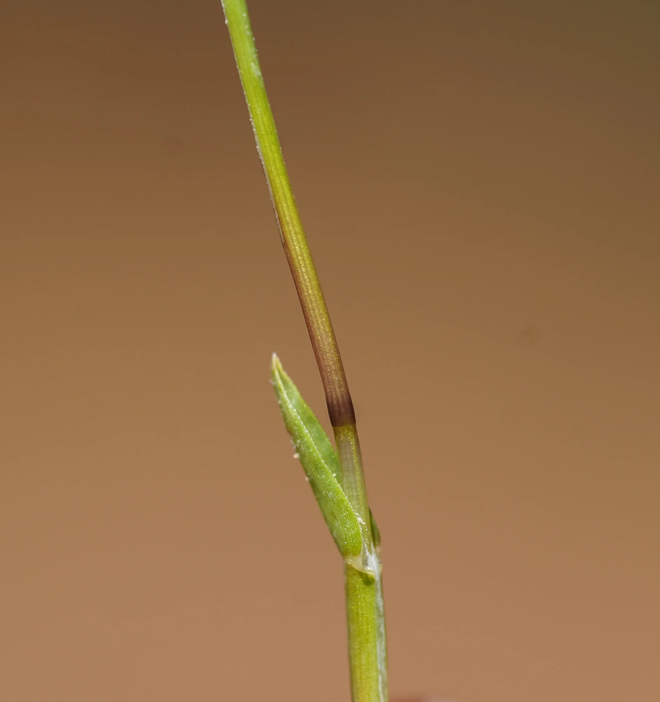Poa supina